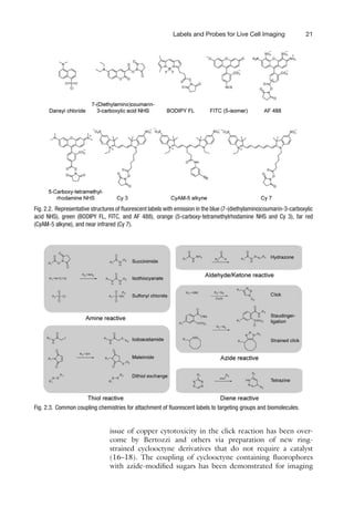 Labels and Probes for Live Cell Imaging 21
Fig. 2.2. Representative structures of fluorescent labels with emission in the blue (7-(diethylamino)coumarin-3-carboxylic
acid NHS), green (BODIPY FL, FITC, and AF 488), orange (5-carboxy-tetramethylrhodamine NHS and Cy 3), far red
(CyAM-5 alkyne), and near infrared (Cy 7).
Fig. 2.3. Common coupling chemistries for attachment of fluorescent labels to targeting groups and biomolecules.
issue of copper cytotoxicity in the click reaction has been over-
come by Bertozzi and others via preparation of new ring-
strained cyclooctyne derivatives that do not require a catalyst
(16–18). The coupling of cyclooctyne containing fluorophores
with azide-modified sugars has been demonstrated for imaging
 