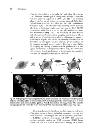 22 Hilderbrand
of surface glycosylation in live cells (16) and zebra fish embryos
(19). Another bioorthogonal conjugation strategy compatible
with live cells was reported in 2008 (20, 21). This coupling
scheme involves use of an inverse-electron demand Diels–Alder
cycloaddition between a modified tetrazine and a norbornene
dienophile (20). The tetrazine-based coupling shows excellent
selectivity in biological media and was used to label SKBR3
breast cancer cells that were pre-treated with norbornene mod-
ified trastuzumab (Fig. 2.4). The availability of labels for use
with classical and bioorthogonal coupling reactions provides a
wide selection of methods for attachment of fluorescent reporters
to biological targets. The choice of coupling chemistry will be
dependent on the specific reactive chemical groups available on
the targeting molecule such as amines, thiols, or ketones. When
the coupling or labeling reaction must be performed in a bio-
logical environment in the presence of live cells, the copper-free
click reaction, Staudinger ligation, or the tetrazine cycloaddition
reactions are appropriate conjugation methods.
Fig. 2.4. Pre-targeting of GFP expressing SKBR3 human breast cancer cells with norbornene modified trastuzumab
antibodies followed by addition of tetrazine-VT680, which covalently couples to the norbornene groups in an inverse
electron demand Diels-Alder cycloaddition (panel A). Panel B shows confocal microscopy images of the cells after
pre-targeting and VT-680 treatment in the GFP channel (left), VT680 channel (center), and the merged image (right).
Coupling chemistries have been used to prepare a wide array
of imaging agents utilizing antibodies, aptamers, peptides, and
small molecules. For example, anti-human epidermal growth fac-
tor 2 (HER2) antibodies conjugated with IRDye 800 were used
to show antibody binding to HER2 expressing SKBR3 breast
cancer cells and for in vivo fluorescence imaging in a mouse
 