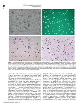 sorting, the GFP-positive cells, whether undergoing
CD44v9 interference or Muc18 interference, had
significantly less propensity to invade than their
GFP-negative counterparts (Figure 5c).
Our findings by reverse-transcriptase PCR are
comparable to those in other human tumors.
Increased or altered CD44 variant mRNA is
detectable in various tumors compared with benign
tissue. This includes breast, lung, and pancreatic
carcinomas.6,15,41
Other reported unusual and dis-
organized patterns of gene transcription include
duplication or deletion of variant exons.15,21,42,43
One
study found that over-abundance of CD44 tran-
scripts containing portions of exons 11 (v6), and
12 (v7) as well as intron 9 occurred in 80% of colon
cancers.43
The patterns were consistent and specific
for tumor types, so their presence served as a
diagnostic and possibly prognostic test. An abnormal
CD44v8–v10 gene transcript was noted with high
frequency in exfoliated cells in clinical diagnostic
fluid specimens such as pleural effusion and
urine.5,22
Of 61 patients whose malignancy was
missed on cytology (false negative), 11 had it
diagnosed by RT-PCR for CD44v8–v10.21
Over-
expression of CD44v8–v10 containing mRNA has
been used as a serum, urinary, and tissue marker for
bladder cancer21,22,38
and is an independent prog-
nostic factor for colon cancer.23
Furthermore, RT-
PCR-enzyme linked immunosorbent assay has been
used for detection of abnormal and overexpressed
CD44 transcripts in colon cancer.33
Serum CD44 has
been found to be of diagnostic and prognostic value
in some tumors,44,45
so whether this applies to CD44
v9 mRNA or protein as a PC marker deserves further
study. If CD44v9 protein is useful in PC detec-
tion and follow-up, it could compensate for some
Figure 6 Photomicrographs. (a) Prostate Gsa cells are confluent after transfection of GFP and vector to cause RNAi for CD44v9 ( Â 100). (b)
In this same field, Gsa cells show frequent uptake of GFP, corresponding by flow cytometric sorting to 46% of cells. (c) After swabbing the
upper surface and staining the Matrigel, untreated Gsa cells frequently invaded to the lower surface, representing 97% as many cells as
invaded the control insert in this experiment. Pores of membrane with some dye uptake are in a different focal plane ( Â 200). (d) GFP-
positive cells were placed on the Matrigel membrane. After treatment to cause RNAi for CD44v9 and invasion assay, only two, spindled
Gsa cells occupy this representative field of the membrane. In this experiment, invaded cells were 16% of those invading the control
insert. Pores of membrane again have dye entrapment ( Â 200).
CD44 expression in prostate cancer invasion
AL Omara-Opyene et al
10
Laboratory Investigation (2004) 1–14
 