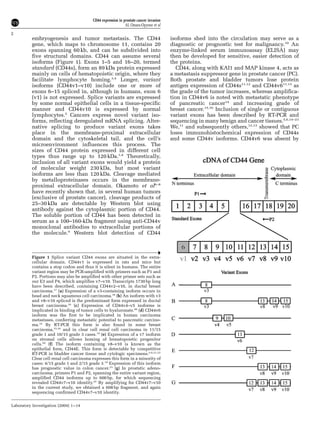 embryogenesis and tumor metastasis. The CD44
gene, which maps to chromosome 11, contains 20
exons spanning 60 kb, and can be subdivided into
five structural domains. CD44 can assume several
isoforms (Figure 1). Exons 1–5 and 16–20, termed
standard (CD44s), form an 89 kDa protein expressed
mainly on cells of hematopoietic origin, where they
facilitate lymphocyte homing.3,4
Longer, variant
isoforms (CD44v1–v10) include one or more of
exons 6–15 spliced in, although in humans, exon 6
(v1) is not expressed. Splice variants are expressed
by some normal epithelial cells in a tissue-specific
manner and CD44v10 is expressed by normal
lymphocytes.5
Cancers express novel variant iso-
forms, reflecting deregulated mRNA splicing. Alter-
native splicing to produce variant exons takes
place in the membrane-proximal extracellular
domain and the cytoskeletal tail, and the cell’s
microenvironment influences this process. The
sizes of CD44 protein expressed in different cell
types thus range up to 120 kDa.1,4
Theoretically,
inclusion of all variant exons would yield a protein
of molecular weight 230 kDa, but most variant
isoforms are less than 120 kDa. Cleavage mediated
by metalloproteinases occurs in the membrane-
proximal extracellular domain. Okamoto et al6–8
have recently shown that, in several human tumors
(exclusive of prostate cancer), cleavage products of
25–30 kDa are detectable by Western blot using
antibody against the cytoplasmic portion of CD44.
The soluble portion of CD44 has been detected in
serum as a 100–160-kDa fragment using anti-CD44v
monoclonal antibodies to extracellular portions of
the molecule.9
Western blot detection of CD44
isoforms shed into the circulation may serve as a
diagnostic or prognostic test for malignancy.10
An
enzyme-linked serum immunoassay (ELISA) may
then be developed for sensitive, easier detection of
the proteins.
CD44, along with KAI1 and MAP kinase 4, acts as
a metastasis suppressor gene in prostate cancer (PC).
Both prostate and bladder tumors lose protein
antigen expression of CD44s11,12
and CD44v611,13
as
the grade of the tumor increases, whereas amplifica-
tion in CD44v6 is noted with metastatic phenotype
of pancreatic cancer14
and increasing grade of
breast cancer.15,16
Inclusion of single or contiguous
variant exons has been described by RT-PCR and
sequencing in many benign and cancer tissues.5,6,14–23
We,11
and subsequently others,12,13
showed that PC
loses immunohistochemical expression of CD44s
and some CD44v isoforms. CD44v6 was absent by
Figure 1 Splice variant CD44 exons are situated in the extra-
cellular domain. CD44v1 is expressed in rats and mice but
contains a stop codon and thus it is silent in humans. The entire
variant region may be PCR-amplified with primers such as P1 and
P2. Portions may also be amplified with other primer sets such as
our E3 and P4, which amplifies v7–v10. Transcripts 1730 bp long
have been described, containing CD44v2–v10, in ductal breast
carcinoma.17
(a) Expression of a v3-containing isoform occurs in
head and neck squamous cell carcinoma.18
(b) An isoform with v3
and v8–v10 spliced is the predominant form expressed in ductal
breast carcinoma.16
(c) Expression of CD44v4–v5 isoforms is
implicated in binding of tumor cells to hyaluronate.48
(d) CD44v6
isoform was the first to be implicated in human carcinoma
metastases, conferring metastatic potential to pancreatic carcino-
ma.14
By RT-PCR this form is also found in some breast
carcinoma,15,16
and in clear cell renal cell carcinoma in 11/15
grade 1 and 10/15 grade 3 cases.19
(e) Expression of a v7 isoform
on stromal cells allows homing of hematopoietic progenitor
cells.20
(f) The isoform containing v8–v10 is known as the
epithelial form, CD44E. This form is detectable by competitive
RT-PCR in bladder cancer tissue and cytologic specimens.5,6,21,22
Clear cell renal cell carcinoma expresses this form in a minority of
cases: 4/15 grade 1 and 2/15 grade 3.19
Expression of this isoform
has prognostic value in colon cancer.23
(g) In prostatic adeno-
carcinoma, primers P1 and P2, spanning the entire variant region,
amplified CD44 isoforms up to 600 bp, for which sequencing
revealed CD44v7–v10 identity.25
By amplifying for CD44v7–v10
in the current study, we obtained a 608 bp fragment, and again
sequencing confirmed CD44v7–v10 identity.
CD44 expression in prostate cancer invasion
AL Omara-Opyene et al
2
Laboratory Investigation (2004) 1–14
 