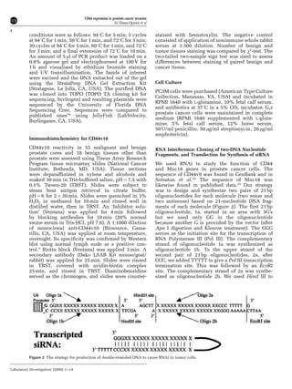 conditions were as follows: 941C for 5 min; 5 cycles
at 941C for 1 min, 501C for 1 min, and 721C for 3 min;
30 cycles at 941C for 1 min, 601C for 1 min, and 721C
for 3 min; and a final extension of 721C for 10 min.
An amount of 5 ml of PCR product was loaded on a
0.8% agarose gel and electrophoresed at 100 V for
1 h and visualized by ethidium bromide staining
and UV transillumination. The bands of interest
were excised and the DNA extracted out of the gel
using the StrataPrep DNA Gel Extraction Kit
(Stratagene, La Jolla, CA, USA). The purified DNA
was cloned into TOPO (TOPO TA cloning kit for
sequencing, Invitogen) and resulting plasmids were
sequenced by the University of Florida DNA
Sequencing Core. Sequences were compared to
published ones34
using JellyFish (LabVelocity,
Burlingame, CA, USA).
Immunohistochemistry for CD44v10
CD44v10 reactivity in 55 malignant and benign
prostate cores and 18 benign tissues other than
prostate were assessed using Tissue Array Research
Program tissue microarray slides (National Cancer
Institute, Bethesda, MD, USA). Tissue sections
were deparaffinized in xylene and alcohols and
soaked 30 min in Tris-buffered saline, pH ¼ 7.5 with
0.1% Tween-20 (TBST). Slides were subject to
steam heat antigen retrieval in citrate buffer,
pH ¼ 6 for 2 Â 30 min. Slides were quenched in 3%
H2O2 in methanol for 10 min and rinsed well in
distilled water, then in TBST. An ‘Inhibitor solu-
tion’ (Ventana) was applied for 4 min followed
by blocking antibodies for 10 min (20% normal
swine serum in Tris-HCl, pH 7.6). A 1:1000 dilution
of monoclonal anti-CD44v10 (Biosource, Cama-
rillo, CA, USA) was applied at room temperature,
overnight. Its specificity was confirmed by Western
blot using normal lymph node as a positive con-
trol.5
Biotin block (Ventana) was applied 3 min. A
secondary antibody (Dako LSAB Kit mouse/goat/
rabbit) was applied for 25 min. Slides were rinsed
in TBST, covered with avidin-biotin complex
25 min, and rinsed in TBST. Diaminobenzidine
served as the chromogen, and slides were counter-
stained with hematoxylin. The negative control
consisted of application of nonimmune whole rabbit
serum at 1:300 dilution. Number of benign and
tumor tissues staining was compared by w2
-test. The
two-tailed two-sample sign test was used to assess
differences between staining of paired benign and
cancer tissue.
Cell Culture
PC3M cells were purchased (American Type Culture
Collection, Manassas, VA, USA) and incubated in
RPMI 1640 with L-glutamine, 10% fetal calf serum,
and antibiotics at 371C in a 5% CO2 incubator. Gsa
prostate cancer cells were maintained in complete
medium (RPMI 1640 supplemented with L-gluta-
mine, 5% fetal calf serum, 12% horse serum,
50 U/ml penicillin, 50 mg/ml streptomycin, 20 mg/ml
amphotericin).
RNA Interference: Cloning of two-DNA Nucleotide
Fragments, and Transfection for Synthesis of siRNA
We used RNAi to study the function of CD44
and Muc18 genes in prostate cancer cells. The
sequence of CD44v9 was found in GenBank and in
Screaton et al.34
The sequence of Muc18 was
likewise found in published data.25
Our strategy
was to design and synthesize two pairs of 21 bp
oligonucleotides for each molecule (two sense and
two antisense) based on 21-nucleotide DNA frag-
ments of each molecule (Figure 2). The first 21 bp
oligonucleotide, 1a, started in an area with 3G’s
but we used only GG in the oligonucleotide
because another G is provided by the vector (after
Apa I digestion and Klenow treatment). The GGG
serves as the initiation site for the transcription of
RNA Polymerase III (Pol III). The complementary
strand of oligonucleotide 1a was synthesized as
oligonucleotide 1b. To the upper strand of the
second pair of 21 bp oligonucleotides, 2a, after
CCC, we added TTTTT to give a Pol III transcription
termination site. This was followed by an EcoRI
site. The complementary strand of 2a was synthe-
sized as oligonucleotide 2b. We used Hind III to
Figure 2 The strategy for production of double-stranded DNA to cause RNAi in tumor cells.
CD44 expression in prostate cancer invasion
AL Omara-Opyene et al
4
Laboratory Investigation (2004) 1–14
 