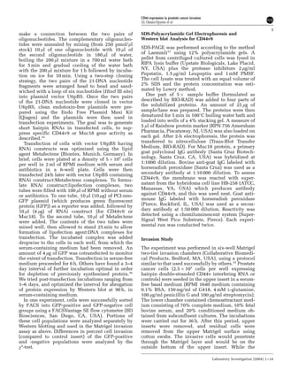 make a connection between the two pairs of
oligonucleotides. The complementary oligonucleo-
tides were annealed by mixing (from 250 pmol/ml
stock) 10 ml of one oligonucleotide with 10 ml of
the second oligonucleotide in 180 ml of water,
boiling the 200 ml mixture in a 700 ml water bath
for 5 min and gradual cooling of the water bath
with the 200 ml mixture for 1 h followed by incuba-
tion on ice for 10 min. Using a two-step cloning
strategy, the two pairs of the 21-DNA nucleotide
fragments were arranged head to head and sand-
wiched with a loop of six nucleotides (Hind III site)
into plasmid vector U6pBS. Once the two pairs
of the 21-DNA nucleotide were cloned in vector
U6pBS, clean endotoxin-free plasmids were pre-
pared using the Endo Free Plasmid Maxi Kit
(Qiagen) and the plasmids were then used in
transfection experiments. The goal was to generate
short hairpin RNAs in transfected cells, to sup-
press specific CD44v9 or Muc18 gene activity as
described.35
Transfection of cells with vector U6pBS having
RNAi constructs was optimized using the lipid
agent Metafectene (Biontex, Munich, Germany). In
brief, cells were plated at a density of 5 Â 105
cells
per well in 2 ml of RPMI medium with serum and
antibiotics in a 6-well plate. Cells were then
transfected 24 h later with vector U6pBS containing
RNAi construct:Metafectene complexes. To formu-
late RNAi construct:lipofection complexes, two
tubes were filled with 100 ml of RPMI without serum
or antibiotics. To one tube, 10 ml (10 mg) of PCI-neo-
GFP plasmid (which produces green fluorescent
protein (GFP)) as a reporter was added, followed by
10 ml (4 mg) of RNAi construct (for CD44v9 or
Muc18). To the second tube, 10 ml of Metafectene
were added. The contents of the two tubes were
mixed well, then allowed to stand 25 min to allow
formation of lipofection agent:DNA complexes for
transfection. The incubated complex was added
dropwise to the cells in each well, from which the
serum-containing medium had been removed. An
amount of 4 mg of GFP was cotransfected to monitor
the extent of transfection. Transfection in serum-free
medium proceeded for 6 h. Others have found a 3–4
day interval of further incubation optimal in order
for depletion of previously synthesized protein.36
We tried post-transfection incubations ranging from
1–6 days, and optimized the interval for abrogation
of protein expression by Western blot at 90 h, in
serum-containing medium.
In one experiment, cells were successfully sorted
by FACS into GFP-positive and GFP-negative cell
groups using a FACSVantage SE flow cytometer (BD
Biosciences, San Diego, CA, USA). Portions of
these cell populations were analyzed separately by
Western blotting and used in the Matrigel invasion
assay as above. Differences in percent cell invasion
(compared to control insert) of the GFP-positive
and -negative populations were analyzed by the
w2
-test.
SDS-Polyacrylamide Gel Electrophoresis and
Western blot Analysis for CD44v9
SDS-PAGE was performed according to the method
of Laemmli37
using 12% polyacrylamide gels. A
pellet from centrifuged cultured cells was lysed in
RIPA lysis buffer (Upstate Biologicals, Lake Placid,
NY, USA) plus the protease inhibitors 2 mg/ml
Pepstatin, 1.5 mg/ml Leupeptin and 1 mM PMSF.
The cell lysate was treated with an equal volume of
2% SDS and the protein concentration was esti-
mated by Lowry method.
One part of 5 Â sample buffer (formulated as
described by BIO-RAD) was added to four parts of
the solubilized proteins. An amount of 25 mg of
sample/lane was prepared. The proteins were then
denatured for 5 min in 1001C boiling water bath and
loaded into wells of a 4% stacking gel. A measure of
5 ml of Rainbow protein marker (RPN 756 Amersham
Pharmacia, Piscataway, NJ, USA) was also loaded on
each gel. After 2-h electrophoresis, the protein was
transferred to nitrocellulose (Trans-Blot Transfer
Medium, BIO-RAD). For Muc18 protein, a primary
goat polyclonal IgG antibody (Santa Cruz Biotech-
nology, Santa Cruz, CA, USA) was hybridized at
1:1000 dilution. Bovine anti-goat IgG labeled with
horseradish peroxidase (Santa Cruz) was used as a
secondary antibody at 1:10 000 dilution. To assess
CD44v9, the membrane was reacted with super-
natant from the hybridoma cell line HB-258 (ATCC,
Manassas, VA, USA) which produces antibody
against CD44v9, and this was used neat. Goat anti-
mouse IgG labeled with horseradish peroxidase
(Pierce, Rockford, IL, USA) was used as a secon-
dary antibody at 1:50 000 dilution. Reactivity was
detected using a chemiluminescent system (Super-
Signal West Pico Substrate, Pierce). Each experi-
mental run was conducted twice.
Invasion Study
The experiment was performed in six-well Matrigel
two-tier invasion chambers (Collaborative Biomedi-
cal Products, Bedford, MA, USA), using a protocol
similar to that used successfully by others.32
Prostate
cancer cells (2.5 Â 105
cells per well expressing
hairpin double-stranded CD44v interfering RNA or
controls) were seeded in the upper insert in a serum-
free basal medium (RPMI 1640 medium containing
0.1% BSA, 150 mg/ml of G418, 4 mM L-glutamine,
100 mg/ml penicillin G and 100 mg/ml streptomycin).
The lower chamber contained chemoattractant med-
ium consisting of 70% complete medium, 10% fetal
bovine serum, and 20% conditioned medium ob-
tained from subconfluent cultures. The incubations
were carried out for 36 h. After this period, upper
inserts were removed, and residual cells were
removed from the upper Matrigel surface using
cotton swabs. The invasive cells would penetrate
through the Matrigel layer and would be on the
outside bottom of the upper insert. While the
CD44 expression in prostate cancer invasion
AL Omara-Opyene et al
5
Laboratory Investigation (2004) 1–14
 
