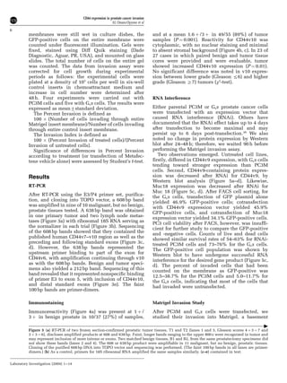 membranes were still wet in culture dishes, the
GFP-positive cells on the entire membrane were
counted under fluorescent illumination. Gels were
fixed, stained using Diff Quik staining (Dade
Diagnostic, Aguar, PR, USA), and mounted on glass
slides. The total number of cells on the entire gel
was counted. The data from invasion assay were
corrected for cell growth during experimental
periods as follows: the experimental cells were
plated at a density of 105
cells per well in six-well
control inserts in chemoattractant medium and
increase in cell number were determined after
48 h. Four experiments were carried out with
PC3M cells and five with Gsa cells. The results were
expressed as mean7standard deviation.
The Percent Invasion is defined as
100 Â (Number of cells invading through entire
Matrigel insert membrane)/Number of cells invading
through entire control insert membrane.
The Invasion Index is defined as
100 Â (Percent Invasion of treated cells)/(Percent
Invasion of untreated cells).
Significance of differences in Percent Invasion
according to treatment (or transfection of Metafec-
tene vehicle alone) were assessed by Student’s t-test.
Results
RT-PCR
After RT-PCR using the E3/P4 primer set, purifica-
tion, and cloning into TOPO vector, a 608 bp band
was amplified in nine of 10 malignant, but no benign,
prostate tissues tested. A 638 bp band was obtained
in one primary tumor and two lymph node metas-
tases (Figure 3a) with ribosomal 18S RNA serving as
the normalizer in each trial (Figure 3b). Sequencing
of the 608 bp bands showed that they contained the
published human CD44v7–v10 region as well as the
preceding and following standard exons (Figure 3c,
d). However, the 638 bp bands represented the
upstream primer binding to part of the exon for
CD44v6, with amplification continuing through v10
as with the 608 bp bands. Benign and tumor speci-
mens also yielded a 212 bp band. Sequencing of this
band revealed that it represented nonspecific binding
of primer E3 to exon 5, with inclusion of CD44v10,
and distal standard exons (Figure 3e). The faint
100 bp bands are primer-dimers.
Immunostaining
Immunoreactivity (Figure 4a) was present at 1 þ /
3 þ in benign prostate in 10/37 (27%) of samples,
and at a mean 1.6 þ /3 þ in 49/55 (89%) of tumor
samples (P ¼ 0.001). Reactivity for CD44v10 was
cytoplasmic, with no nuclear staining and minimal
to absent stromal background (Figure 4b, c). In 23 of
27 cases in which paired benign and tumor tissue
cores were provided and were evaluable, tumor
showed increased CD44v10 expression (P ¼ 0.01).
No significant difference was noted in v10 expres-
sion between lower grade (Gleason r6) and higher
grade (Gleason Z7) tumors (w2
-test).
RNA Interference
Either parental PC3M or Gsa prostate cancer cells
were transfected with an expression vector that
caused RNA interference (RNAi). Others have
documented that the RNAi effect takes up to 4 days
after transfection to become maximal and may
persist up to 6 days post-transfection.36
We also
noted no change in protein expression by Western
blot after 24–48 h; therefore, we waited 90 h before
performing the Matrigel invasion assay.
Two observations emerged. Untreated cell lines,
firstly, differed in CD44v9 expression, with Gsa cells
tending toward stronger expression than PC3M
cells. Second, CD44v9-containing protein expres-
sion was decreased after RNAi for CD44v9, by
Western blot analysis (Figure 5a–d). Likewise,
Muc18 expression was decreased after RNAi for
Muc 18 (Figure 5c, d). After FACS cell sorting, for
the Gsa cells, transfection of GFP plasmid alone
yielded 46.9% GFP-positive cells; cotransfection
with CD44v9 expression vector yielded 45.9%
GFP-positive cells, and cotransfection of Muc18
expression vector yielded 34.1% GFP-positive cells.
PC3 cell viability after FACS, however, was insuffi-
cient for further study to compare the GFP-positive
and -negative cells. Counts of live and dead cells
showed similar survival rates of 54–63% for RNAi-
treated PC3M cells and 73–76% for the Gsa cells.
The GFP-positive cell population was shown by
Western blot to have undergone successful RNA
interference for the desired gene product (Figure 5c,
d). The percent of invaded cells that had been
counted on the membrane as GFP-positive was
12.5–38.7% for the PC3M cells and 5.0–11.7% for
the Gsa cells, indicating that most of the cells that
had invaded were untransfected.
Matrigel Invasion Study
After PC3M and Gsa cells were transfected, we
studied their invasion into Matrigel, a basement
Figure 3 (a) RT-PCR of two frozen section-confirmed prostatic tumor tissues, T1 and T2 (lanes 1 and 3, Gleason scores 4 þ 3 ¼ 7 and
3 þ 3 ¼ 6), discloses amplified products at 608 and 638 bp. Faint, longer bands ranging to the upper 800 s were recognized in tumor and
may represent inclusion of more introns or exons. Two matched benign tissues, B1 and B2, from the same prostatectomy specimens did
not show these bands (lanes 2 and 4). The 608 or 638 bp product were amplifiable in 11 malignant, but no benign, prostatic tissues.
Cloning of the purified 608 bp DNA into TOPO vector and sequencing was performed. (The faint 100 bp bands in all lanes are primer-
dimers.) (b) As a control, primers for 18S ribosomal RNA amplified the same samples similarly. (c–e) contained in text.
CD44 expression in prostate cancer invasion
AL Omara-Opyene et al
6
Laboratory Investigation (2004) 1–14
 