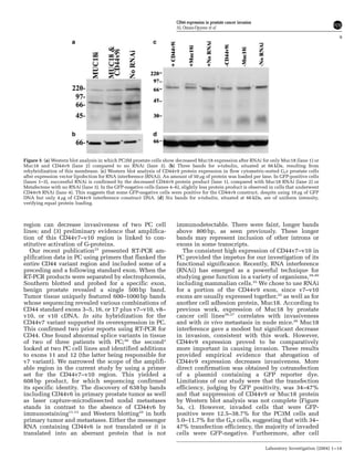region can decrease invasiveness of two PC cell
lines; and (3) preliminary evidence that amplifica-
tion of this CD44v7–v10 region is linked to con-
stitutive activation of G-proteins.
Our recent publication25
presented RT-PCR am-
plification data in PC using primers that flanked the
entire CD44 variant region and included some of a
preceding and a following standard exon. When the
RT-PCR products were separated by electrophoresis,
Southern blotted and probed for a specific exon,
benign prostate revealed a single 500 bp band.
Tumor tissue uniquely featured 600–1000 bp bands
whose sequencing revealed various combinations of
CD44 standard exons 3–5, 16, or 17 plus v7–v10, v8–
v10, or v10 cDNA. In situ hybridization for the
CD44v7 variant supported its overexpression in PC.
This confirmed two prior reports using RT-PCR for
CD44. One found abnormal splice variants in tissue
of two of three patients with PC;38
the second2
looked at two PC cell lines and identified additions
to exons 11 and 12 (the latter being responsible for
v7 variant). We narrowed the scope of the amplifi-
able region in the current study by using a primer
set for the CD44v7–v10 region. This yielded a
608 bp product, for which sequencing confirmed
its specific identity. The discovery of 638 bp bands
including CD44v6 in primary prostate tumor as well
as laser capture-microdissected nodal metastases
stands in contrast to the absence of CD44v6 by
immunostaining11,13
and Western blotting25
in both
primary tumor and metastases. Either the messenger
RNA containing CD44v6 is not translated or it is
translated into an aberrant protein that is not
immunodetectable. There were faint, longer bands
above 800 bp, as seen previously. These longer
bands may represent inclusion of other introns or
exons in some transcripts.
The consistent high expression of CD44v7–v10 in
PC provided the impetus for our investigation of its
functional significance. Recently, RNA interference
(RNAi) has emerged as a powerful technique for
studying gene function in a variety of organisms,39,40
including mammalian cells.35
We chose to use RNAi
for a portion of the CD44v9 exon, since v7–v10
exons are usually expressed together,25
as well as for
another cell adhesion protein, Muc18. According to
previous work, expression of Muc18 by prostate
cancer cell lines26,27
correlates with invasiveness
and with in vivo metastasis in nude mice.26
Muc18
interference gave a modest but significant decrease
in invasion, consistent with this work. However,
CD44v9 expression proved to be comparatively
more important in causing invasion. These results
provided empirical evidence that abrogation of
CD44v9 expression decreases invasiveness. More
direct confirmation was obtained by cotransfection
of a plasmid containing a GFP reporter dye.
Limitations of our study were that the transfection
efficiency, judging by GFP positivity, was 34–47%
and that suppression of CD44v9 or Muc18 protein
by Western blot analysis was not complete (Figure
5a, c). However, invaded cells that were GFP-
positive were 12.5–38.7% for the PC3M cells and
5.0–11.7% for the Gsa cells, suggesting that with 34–
47% transfection efficiency, the majority of invaded
cells were GFP-negative. Furthermore, after cell
Figure 5 (a) Western blot analysis in which PC3M prostate cells show decreased Muc18 expression after RNAi for only Muc18 (lane 1) or
Muc18 and CD44v9 (lane 2) compared to no RNAi (lane 3). (b) Three bands for a-tubulin, situated at 66 kDa, resulting from
rehybridization of this membrane. (c) Western blot analysis of CD44v9 protein expression in flow cytometric-sorted Gsa prostate cells
after expression vector lipofection for RNA interference (RNAi). An amount of 50 mg of protein was loaded per lane. In GFP-positive cells
(lanes 1–3), successful RNAi is confirmed by the decreased CD44v9 protein product (lane 1), compared with Muc18 RNAi (lane 2) or
Metafectene with no RNAi (lane 3). In the GFP-negative cells (lanes 4–6), slightly less protein product is observed in cells that underwent
CD44v9 RNAi (lane 4). This suggests that some GFP-negative cells were positive for the CD44v9 construct, despite using 10 mg of GFP
DNA but only 4 mg of CD44v9 interference construct DNA. (d) Six bands for a-tubulin, situated at 66 kDa, are of uniform intensity,
verifying equal protein loading.
CD44 expression in prostate cancer invasion
AL Omara-Opyene et al
9
Laboratory Investigation (2004) 1–14
 