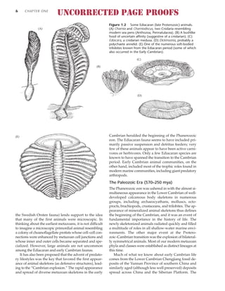 the Swedish Orsten fauna) lends support to the idea
that many of the first animals were microscopic. In
thinking about the earliest metazoans, it is not difficult
to imagine a microscopic primordial animal resembling
a colony of choanoflagellate protists whose cell–cell con-
nections were enhanced by metazoan cell junctions and
whose inner and outer cells became separated and spe-
cialized. However, large animals are not uncommon
among the Ediacaran and early Cambrian faunas.
It has also been proposed that the advent of predato-
ry lifestyles was the key that favored the first appear-
ance of animal skeletons (as defensive structures), lead-
ing to the “Cambrian explosion.” The rapid appearance
and spread of diverse metazoan skeletons in the early
Cambrian heralded the beginning of the Phanerozoic
eon. The Ediacaran fauna seems to have included pri-
marily passive suspension and detritus feeders; very
few of these animals appear to have been active carni-
vores or herbivores. Only a few Ediacaran species are
known to have spanned the transition to the Cambrian
period. Early Cambrian animal communities, on the
other hand, included most of the trophic roles found in
modern marine communities, including giant predatory
arthropods.
The Paleozoic Era (570–250 mya)
The Phanerozoic eon was ushered in with the almost si-
multaneous appearance in the Lower Cambrian of well-
developed calcareous body skeletons in numerous
groups, including archaeocyathans, molluscs, ecto-
procts, brachiopods, crustaceans, and trilobites. The ap-
pearance of mineralized animal skeletons thus defines
the beginning of the Cambrian, and it was an event of
fundamental importance in the history of life. The
newly skeletonized animals radiated quickly and filled
a multitude of roles in all shallow-water marine envi-
ronments. The other major event at the Protero-
zoic–Cambrian transition was the explosion of bilateral-
ly symmetrical animals. Most of our modern metazoan
phyla and classes were established as distinct lineages at
this time.
Much of what we know about early Cambrian life
comes from the Lower Cambrian Chengjiang fossil de-
posits of the Yunnan Province of southern China and
similarly aged (although less well preserved) deposits
spread across China and the Siberian Platform. The
6 CHAPTER ONE
Figure 1.2 Some Ediacaran (late Proterozoic) animals.
(A) Charnia and Charniodiscus, two Cnidaria resembling
modern sea pens (Anthozoa, Pennatulacea). (B) A bushlike
fossil of uncertain affinity (suggestive of a cnidarian). (C)
Ediacara, a cnidarian medusa. (D) Dickinsonia, probably a
polychaete annelid. (E) One of the numerous soft-bodied
trilobites known from the Ediacaran period (some of which
also occurred in the Early Cambrian).
UNCORRECTED PAGE PROOFS
(A)
(E)
(B)
(C)
(D)
 