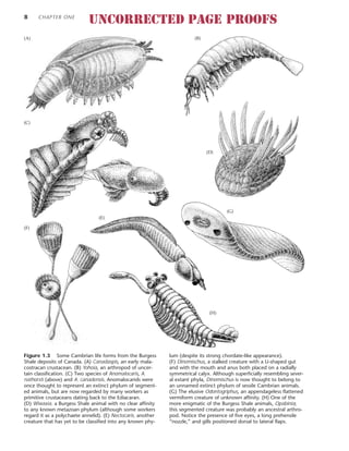 8 CHAPTER ONE
Figure 1.3 Some Cambrian life forms from the Burgess
Shale deposits of Canada. (A) Canadaspis, an early mala-
costracan crustacean. (B) Yohoia, an arthropod of uncer-
tain classification. (C) Two species of Anomalocaris, A.
nathorsti (above) and A. canadensis. Anomalocarids were
once thought to represent an extinct phylum of segment-
ed animals, but are now regarded by many workers as
primitive crustaceans dating back to the Ediacaran.
(D) Wiwaxia, a Burgess Shale animal with no clear affinity
to any known metazoan phylum (although some workers
regard it as a polychaete annelid). (E) Nectocaris, another
creature that has yet to be classified into any known phy-
lum (despite its strong chordate-like appearance).
(F) Dinomischus, a stalked creature with a U-shaped gut
and with the mouth and anus both placed on a radially
symmetrical calyx. Although superficially resembling sever-
al extant phyla, Dinomischus is now thought to belong to
an unnamed extinct phylum of sessile Cambrian animals.
(G) The elusive Odontogriphus, an appendageless flattened
vermiform creature of unknown affinity. (H) One of the
more enigmatic of the Burgess Shale animals, Opabinia;
this segmented creature was probably an ancestral arthro-
pod. Notice the presence of five eyes, a long prehensile
“nozzle,” and gills positioned dorsal to lateral flaps.
(A) (B)
(D)
(E)
(F)
(G)
(H)
(C)
UNCORRECTED PAGE PROOFS
 