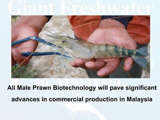 All Male Prawn Biotechnology will pave significant
advances in commercial production in Malaysia
 
