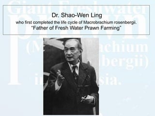 Dr. Shao-Wen Ling
who first completed the life cycle of Macrobrachium rosenbergii.
“Father of Fresh Water Prawn Farming”
 