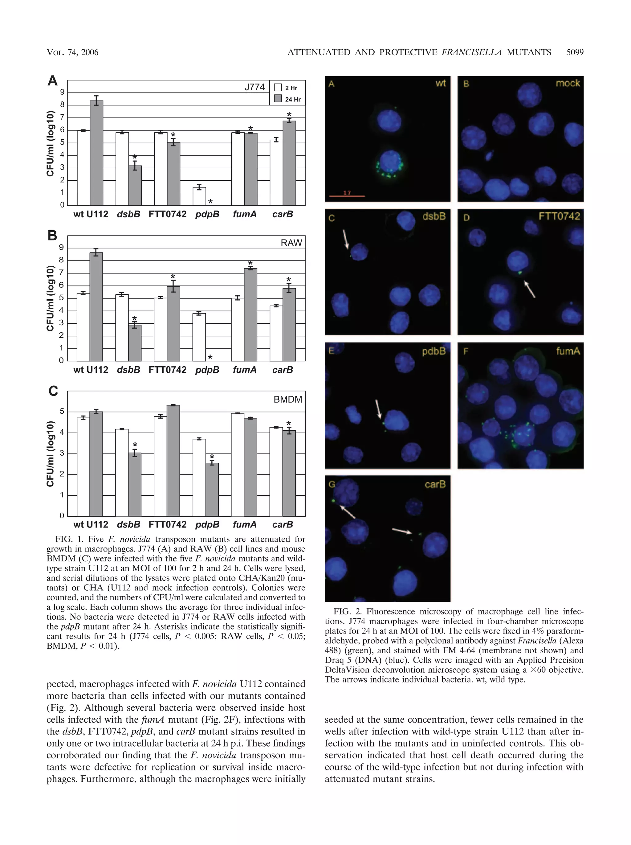 pected, macrophages infected with F. novicida U112 contained
more bacteria than cells infected with our mutants contained
(Fig. 2). Although several bacteria were observed inside host
cells infected with the fumA mutant (Fig. 2F), infections with
the dsbB, FTT0742, pdpB, and carB mutant strains resulted in
only one or two intracellular bacteria at 24 h p.i. These ﬁndings
corroborated our ﬁnding that the F. novicida transposon mu-
tants were defective for replication or survival inside macro-
phages. Furthermore, although the macrophages were initially
seeded at the same concentration, fewer cells remained in the
wells after infection with wild-type strain U112 than after in-
fection with the mutants and in uninfected controls. This ob-
servation indicated that host cell death occurred during the
course of the wild-type infection but not during infection with
attenuated mutant strains.
FIG. 1. Five F. novicida transposon mutants are attenuated for
growth in macrophages. J774 (A) and RAW (B) cell lines and mouse
BMDM (C) were infected with the ﬁve F. novicida mutants and wild-
type strain U112 at an MOI of 100 for 2 h and 24 h. Cells were lysed,
and serial dilutions of the lysates were plated onto CHA/Kan20 (mu-
tants) or CHA (U112 and mock infection controls). Colonies were
counted, and the numbers of CFU/ml were calculated and converted to
a log scale. Each column shows the average for three individual infec-
tions. No bacteria were detected in J774 or RAW cells infected with
the pdpB mutant after 24 h. Asterisks indicate the statistically signiﬁ-
cant results for 24 h (J774 cells, P Ͻ 0.005; RAW cells, P Ͻ 0.05;
BMDM, P Ͻ 0.01).
FIG. 2. Fluorescence microscopy of macrophage cell line infec-
tions. J774 macrophages were infected in four-chamber microscope
plates for 24 h at an MOI of 100. The cells were ﬁxed in 4% paraform-
aldehyde, probed with a polyclonal antibody against Francisella (Alexa
488) (green), and stained with FM 4-64 (membrane not shown) and
Draq 5 (DNA) (blue). Cells were imaged with an Applied Precision
DeltaVision deconvolution microscope system using a ϫ60 objective.
The arrows indicate individual bacteria. wt, wild type.
VOL. 74, 2006 ATTENUATED AND PROTECTIVE FRANCISELLA MUTANTS 5099
 