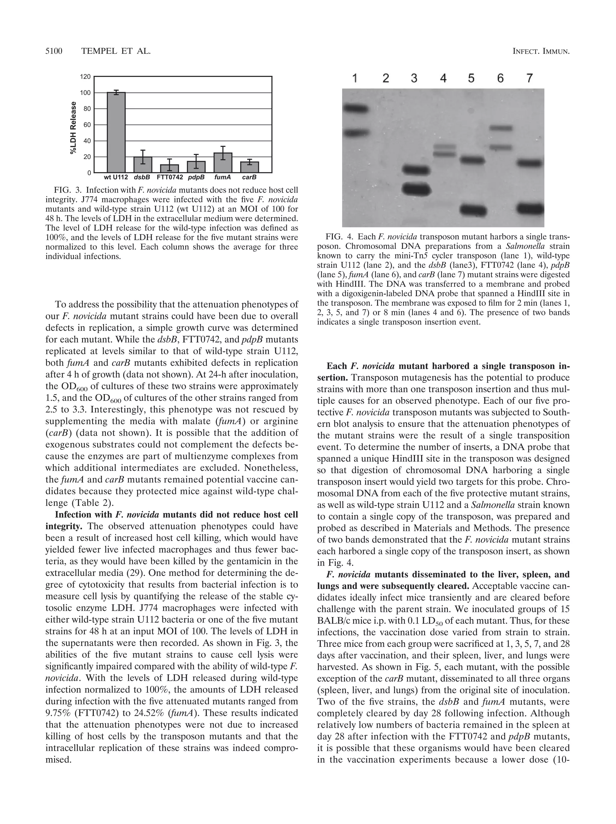 To address the possibility that the attenuation phenotypes of
our F. novicida mutant strains could have been due to overall
defects in replication, a simple growth curve was determined
for each mutant. While the dsbB, FTT0742, and pdpB mutants
replicated at levels similar to that of wild-type strain U112,
both fumA and carB mutants exhibited defects in replication
after 4 h of growth (data not shown). At 24-h after inoculation,
the OD600 of cultures of these two strains were approximately
1.5, and the OD600 of cultures of the other strains ranged from
2.5 to 3.3. Interestingly, this phenotype was not rescued by
supplementing the media with malate (fumA) or arginine
(carB) (data not shown). It is possible that the addition of
exogenous substrates could not complement the defects be-
cause the enzymes are part of multienzyme complexes from
which additional intermediates are excluded. Nonetheless,
the fumA and carB mutants remained potential vaccine can-
didates because they protected mice against wild-type chal-
lenge (Table 2).
Infection with F. novicida mutants did not reduce host cell
integrity. The observed attenuation phenotypes could have
been a result of increased host cell killing, which would have
yielded fewer live infected macrophages and thus fewer bac-
teria, as they would have been killed by the gentamicin in the
extracellular media (29). One method for determining the de-
gree of cytotoxicity that results from bacterial infection is to
measure cell lysis by quantifying the release of the stable cy-
tosolic enzyme LDH. J774 macrophages were infected with
either wild-type strain U112 bacteria or one of the ﬁve mutant
strains for 48 h at an input MOI of 100. The levels of LDH in
the supernatants were then recorded. As shown in Fig. 3, the
abilities of the ﬁve mutant strains to cause cell lysis were
signiﬁcantly impaired compared with the ability of wild-type F.
novicida. With the levels of LDH released during wild-type
infection normalized to 100%, the amounts of LDH released
during infection with the ﬁve attenuated mutants ranged from
9.75% (FTT0742) to 24.52% (fumA). These results indicated
that the attenuation phenotypes were not due to increased
killing of host cells by the transposon mutants and that the
intracellular replication of these strains was indeed compro-
mised.
Each F. novicida mutant harbored a single transposon in-
sertion. Transposon mutagenesis has the potential to produce
strains with more than one transposon insertion and thus mul-
tiple causes for an observed phenotype. Each of our ﬁve pro-
tective F. novicida transposon mutants was subjected to South-
ern blot analysis to ensure that the attenuation phenotypes of
the mutant strains were the result of a single transposition
event. To determine the number of inserts, a DNA probe that
spanned a unique HindIII site in the transposon was designed
so that digestion of chromosomal DNA harboring a single
transposon insert would yield two targets for this probe. Chro-
mosomal DNA from each of the ﬁve protective mutant strains,
as well as wild-type strain U112 and a Salmonella strain known
to contain a single copy of the transposon, was prepared and
probed as described in Materials and Methods. The presence
of two bands demonstrated that the F. novicida mutant strains
each harbored a single copy of the transposon insert, as shown
in Fig. 4.
F. novicida mutants disseminated to the liver, spleen, and
lungs and were subsequently cleared. Acceptable vaccine can-
didates ideally infect mice transiently and are cleared before
challenge with the parent strain. We inoculated groups of 15
BALB/c mice i.p. with 0.1 LD50 of each mutant. Thus, for these
infections, the vaccination dose varied from strain to strain.
Three mice from each group were sacriﬁced at 1, 3, 5, 7, and 28
days after vaccination, and their spleen, liver, and lungs were
harvested. As shown in Fig. 5, each mutant, with the possible
exception of the carB mutant, disseminated to all three organs
(spleen, liver, and lungs) from the original site of inoculation.
Two of the ﬁve strains, the dsbB and fumA mutants, were
completely cleared by day 28 following infection. Although
relatively low numbers of bacteria remained in the spleen at
day 28 after infection with the FTT0742 and pdpB mutants,
it is possible that these organisms would have been cleared
in the vaccination experiments because a lower dose (10-
FIG. 3. Infection with F. novicida mutants does not reduce host cell
integrity. J774 macrophages were infected with the ﬁve F. novicida
mutants and wild-type strain U112 (wt U112) at an MOI of 100 for
48 h. The levels of LDH in the extracellular medium were determined.
The level of LDH release for the wild-type infection was deﬁned as
100%, and the levels of LDH release for the ﬁve mutant strains were
normalized to this level. Each column shows the average for three
individual infections.
FIG. 4. Each F. novicida transposon mutant harbors a single trans-
poson. Chromosomal DNA preparations from a Salmonella strain
known to carry the mini-Tn5 cycler transposon (lane 1), wild-type
strain U112 (lane 2), and the dsbB (lane3), FTT0742 (lane 4), pdpB
(lane 5), fumA (lane 6), and carB (lane 7) mutant strains were digested
with HindIII. The DNA was transferred to a membrane and probed
with a digoxigenin-labeled DNA probe that spanned a HindIII site in
the transposon. The membrane was exposed to ﬁlm for 2 min (lanes 1,
2, 3, 5, and 7) or 8 min (lanes 4 and 6). The presence of two bands
indicates a single transposon insertion event.
5100 TEMPEL ET AL. INFECT. IMMUN.
 