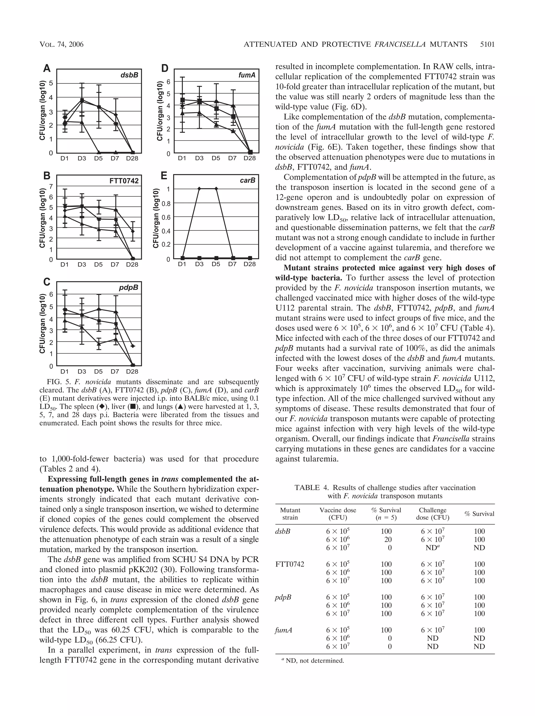 to 1,000-fold-fewer bacteria) was used for that procedure
(Tables 2 and 4).
Expressing full-length genes in trans complemented the at-
tenuation phenotype. While the Southern hybridization exper-
iments strongly indicated that each mutant derivative con-
tained only a single transposon insertion, we wished to determine
if cloned copies of the genes could complement the observed
virulence defects. This would provide as additional evidence that
the attenuation phenotype of each strain was a result of a single
mutation, marked by the transposon insertion.
The dsbB gene was ampliﬁed from SCHU S4 DNA by PCR
and cloned into plasmid pKK202 (30). Following transforma-
tion into the dsbB mutant, the abilities to replicate within
macrophages and cause disease in mice were determined. As
shown in Fig. 6, in trans expression of the cloned dsbB gene
provided nearly complete complementation of the virulence
defect in three different cell types. Further analysis showed
that the LD50 was 60.25 CFU, which is comparable to the
wild-type LD50 (66.25 CFU).
In a parallel experiment, in trans expression of the full-
length FTT0742 gene in the corresponding mutant derivative
resulted in incomplete complementation. In RAW cells, intra-
cellular replication of the complemented FTT0742 strain was
10-fold greater than intracellular replication of the mutant, but
the value was still nearly 2 orders of magnitude less than the
wild-type value (Fig. 6D).
Like complementation of the dsbB mutation, complementa-
tion of the fumA mutation with the full-length gene restored
the level of intracellular growth to the level of wild-type F.
novicida (Fig. 6E). Taken together, these ﬁndings show that
the observed attenuation phenotypes were due to mutations in
dsbB, FTT0742, and fumA.
Complementation of pdpB will be attempted in the future, as
the transposon insertion is located in the second gene of a
12-gene operon and is undoubtedly polar on expression of
downstream genes. Based on its in vitro growth defect, com-
paratively low LD50, relative lack of intracellular attenuation,
and questionable dissemination patterns, we felt that the carB
mutant was not a strong enough candidate to include in further
development of a vaccine against tularemia, and therefore we
did not attempt to complement the carB gene.
Mutant strains protected mice against very high doses of
wild-type bacteria. To further assess the level of protection
provided by the F. novicida transposon insertion mutants, we
challenged vaccinated mice with higher doses of the wild-type
U112 parental strain. The dsbB, FTT0742, pdpB, and fumA
mutant strains were used to infect groups of ﬁve mice, and the
doses used were 6 ϫ 105
, 6 ϫ 106
, and 6 ϫ 107
CFU (Table 4).
Mice infected with each of the three doses of our FTT0742 and
pdpB mutants had a survival rate of 100%, as did the animals
infected with the lowest doses of the dsbB and fumA mutants.
Four weeks after vaccination, surviving animals were chal-
lenged with 6 ϫ 107
CFU of wild-type strain F. novicida U112,
which is approximately 106
times the observed LD50 for wild-
type infection. All of the mice challenged survived without any
symptoms of disease. These results demonstrated that four of
our F. novicida transposon mutants were capable of protecting
mice against infection with very high levels of the wild-type
organism. Overall, our ﬁndings indicate that Francisella strains
carrying mutations in these genes are candidates for a vaccine
against tularemia.
FIG. 5. F. novicida mutants disseminate and are subsequently
cleared. The dsbB (A), FTT0742 (B), pdpB (C), fumA (D), and carB
(E) mutant derivatives were injected i.p. into BALB/c mice, using 0.1
LD50. The spleen (}), liver (■), and lungs (Œ) were harvested at 1, 3,
5, 7, and 28 days p.i. Bacteria were liberated from the tissues and
enumerated. Each point shows the results for three mice.
TABLE 4. Results of challenge studies after vaccination
with F. novicida transposon mutants
Mutant
strain
Vaccine dose
(CFU)
% Survival
(n ϭ 5)
Challenge
dose (CFU)
% Survival
dsbB 6 ϫ 105
100 6 ϫ 107
100
6 ϫ 106
20 6 ϫ 107
100
6 ϫ 107
0 NDa
ND
FTT0742 6 ϫ 105
100 6 ϫ 107
100
6 ϫ 106
100 6 ϫ 107
100
6 ϫ 107
100 6 ϫ 107
100
pdpB 6 ϫ 105
100 6 ϫ 107
100
6 ϫ 106
100 6 ϫ 107
100
6 ϫ 107
100 6 ϫ 107
100
fumA 6 ϫ 105
100 6 ϫ 107
100
6 ϫ 106
0 ND ND
6 ϫ 107
0 ND ND
a
ND, not determined.
VOL. 74, 2006 ATTENUATED AND PROTECTIVE FRANCISELLA MUTANTS 5101
 