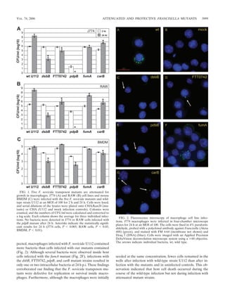 pected, macrophages infected with F. novicida U112 contained
more bacteria than cells infected with our mutants contained
(Fig. 2). Although several bacteria were observed inside host
cells infected with the fumA mutant (Fig. 2F), infections with
the dsbB, FTT0742, pdpB, and carB mutant strains resulted in
only one or two intracellular bacteria at 24 h p.i. These ﬁndings
corroborated our ﬁnding that the F. novicida transposon mu-
tants were defective for replication or survival inside macro-
phages. Furthermore, although the macrophages were initially
seeded at the same concentration, fewer cells remained in the
wells after infection with wild-type strain U112 than after in-
fection with the mutants and in uninfected controls. This ob-
servation indicated that host cell death occurred during the
course of the wild-type infection but not during infection with
attenuated mutant strains.
FIG. 1. Five F. novicida transposon mutants are attenuated for
growth in macrophages. J774 (A) and RAW (B) cell lines and mouse
BMDM (C) were infected with the ﬁve F. novicida mutants and wild-
type strain U112 at an MOI of 100 for 2 h and 24 h. Cells were lysed,
and serial dilutions of the lysates were plated onto CHA/Kan20 (mu-
tants) or CHA (U112 and mock infection controls). Colonies were
counted, and the numbers of CFU/ml were calculated and converted to
a log scale. Each column shows the average for three individual infec-
tions. No bacteria were detected in J774 or RAW cells infected with
the pdpB mutant after 24 h. Asterisks indicate the statistically signiﬁ-
cant results for 24 h (J774 cells, P Ͻ 0.005; RAW cells, P Ͻ 0.05;
BMDM, P Ͻ 0.01).
FIG. 2. Fluorescence microscopy of macrophage cell line infec-
tions. J774 macrophages were infected in four-chamber microscope
plates for 24 h at an MOI of 100. The cells were ﬁxed in 4% paraform-
aldehyde, probed with a polyclonal antibody against Francisella (Alexa
488) (green), and stained with FM 4-64 (membrane not shown) and
Draq 5 (DNA) (blue). Cells were imaged with an Applied Precision
DeltaVision deconvolution microscope system using a ϫ60 objective.
The arrows indicate individual bacteria. wt, wild type.
VOL. 74, 2006 ATTENUATED AND PROTECTIVE FRANCISELLA MUTANTS 5099
 