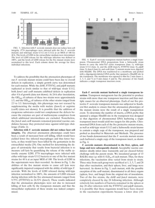 To address the possibility that the attenuation phenotypes of
our F. novicida mutant strains could have been due to overall
defects in replication, a simple growth curve was determined
for each mutant. While the dsbB, FTT0742, and pdpB mutants
replicated at levels similar to that of wild-type strain U112,
both fumA and carB mutants exhibited defects in replication
after 4 h of growth (data not shown). At 24-h after inoculation,
the OD600 of cultures of these two strains were approximately
1.5, and the OD600 of cultures of the other strains ranged from
2.5 to 3.3. Interestingly, this phenotype was not rescued by
supplementing the media with malate (fumA) or arginine
(carB) (data not shown). It is possible that the addition of
exogenous substrates could not complement the defects be-
cause the enzymes are part of multienzyme complexes from
which additional intermediates are excluded. Nonetheless,
the fumA and carB mutants remained potential vaccine can-
didates because they protected mice against wild-type chal-
lenge (Table 2).
Infection with F. novicida mutants did not reduce host cell
integrity. The observed attenuation phenotypes could have
been a result of increased host cell killing, which would have
yielded fewer live infected macrophages and thus fewer bac-
teria, as they would have been killed by the gentamicin in the
extracellular media (29). One method for determining the de-
gree of cytotoxicity that results from bacterial infection is to
measure cell lysis by quantifying the release of the stable cy-
tosolic enzyme LDH. J774 macrophages were infected with
either wild-type strain U112 bacteria or one of the ﬁve mutant
strains for 48 h at an input MOI of 100. The levels of LDH in
the supernatants were then recorded. As shown in Fig. 3, the
abilities of the ﬁve mutant strains to cause cell lysis were
signiﬁcantly impaired compared with the ability of wild-type F.
novicida. With the levels of LDH released during wild-type
infection normalized to 100%, the amounts of LDH released
during infection with the ﬁve attenuated mutants ranged from
9.75% (FTT0742) to 24.52% (fumA). These results indicated
that the attenuation phenotypes were not due to increased
killing of host cells by the transposon mutants and that the
intracellular replication of these strains was indeed compro-
mised.
Each F. novicida mutant harbored a single transposon in-
sertion. Transposon mutagenesis has the potential to produce
strains with more than one transposon insertion and thus mul-
tiple causes for an observed phenotype. Each of our ﬁve pro-
tective F. novicida transposon mutants was subjected to South-
ern blot analysis to ensure that the attenuation phenotypes of
the mutant strains were the result of a single transposition
event. To determine the number of inserts, a DNA probe that
spanned a unique HindIII site in the transposon was designed
so that digestion of chromosomal DNA harboring a single
transposon insert would yield two targets for this probe. Chro-
mosomal DNA from each of the ﬁve protective mutant strains,
as well as wild-type strain U112 and a Salmonella strain known
to contain a single copy of the transposon, was prepared and
probed as described in Materials and Methods. The presence
of two bands demonstrated that the F. novicida mutant strains
each harbored a single copy of the transposon insert, as shown
in Fig. 4.
F. novicida mutants disseminated to the liver, spleen, and
lungs and were subsequently cleared. Acceptable vaccine can-
didates ideally infect mice transiently and are cleared before
challenge with the parent strain. We inoculated groups of 15
BALB/c mice i.p. with 0.1 LD50 of each mutant. Thus, for these
infections, the vaccination dose varied from strain to strain.
Three mice from each group were sacriﬁced at 1, 3, 5, 7, and 28
days after vaccination, and their spleen, liver, and lungs were
harvested. As shown in Fig. 5, each mutant, with the possible
exception of the carB mutant, disseminated to all three organs
(spleen, liver, and lungs) from the original site of inoculation.
Two of the ﬁve strains, the dsbB and fumA mutants, were
completely cleared by day 28 following infection. Although
relatively low numbers of bacteria remained in the spleen at
day 28 after infection with the FTT0742 and pdpB mutants,
it is possible that these organisms would have been cleared
in the vaccination experiments because a lower dose (10-
FIG. 3. Infection with F. novicida mutants does not reduce host cell
integrity. J774 macrophages were infected with the ﬁve F. novicida
mutants and wild-type strain U112 (wt U112) at an MOI of 100 for
48 h. The levels of LDH in the extracellular medium were determined.
The level of LDH release for the wild-type infection was deﬁned as
100%, and the levels of LDH release for the ﬁve mutant strains were
normalized to this level. Each column shows the average for three
individual infections.
FIG. 4. Each F. novicida transposon mutant harbors a single trans-
poson. Chromosomal DNA preparations from a Salmonella strain
known to carry the mini-Tn5 cycler transposon (lane 1), wild-type
strain U112 (lane 2), and the dsbB (lane3), FTT0742 (lane 4), pdpB
(lane 5), fumA (lane 6), and carB (lane 7) mutant strains were digested
with HindIII. The DNA was transferred to a membrane and probed
with a digoxigenin-labeled DNA probe that spanned a HindIII site in
the transposon. The membrane was exposed to ﬁlm for 2 min (lanes 1,
2, 3, 5, and 7) or 8 min (lanes 4 and 6). The presence of two bands
indicates a single transposon insertion event.
5100 TEMPEL ET AL. INFECT. IMMUN.
 