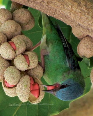 Fêmea de Saí-azul alimentando-se de frutos da Magnólia-amarela (Michelia champaca).
Foto: Maurício Mercadante
 