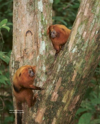 101
DiretrizesparaaIntegraçãodeDadosdeBiodiversidade
Mico-Leão-Dourado
Foto: Wigold B. Schäffer
 