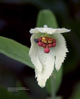 10
DiretrizesparaaIntegraçãodeDadosdeBiodiversidade
Dalechampi linearis Baill. EUPHORBIACEAE
Parque Nacional da Chapada dos Veadeiros (GO)
Foto: Maurício Mercadante
 