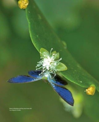 Reserva Biológica de Poço das Antas (RJ)
Foto: Wigold B. Schäffer
 