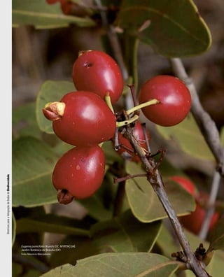 DiretrizesparaaIntegraçãodeDadosdeBiodiversidade
Foto: Maurício Mercadante
Eugenia punicifolia (Kunth) DC. MYRTACEAE
Jardim Botânico de Brasília (DF)
 