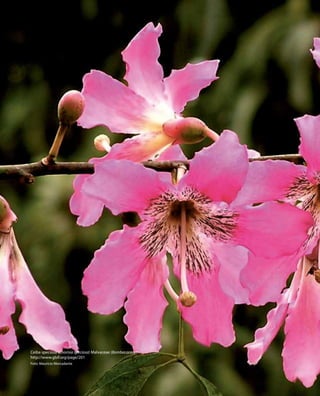 88
DiretrizesparaaIntegraçãodeDadosdeBiodiversidade
Foto: Maurício Mercadante
Ceiba speciosa (Chorisia speciosa) Malvaceae (Bombacaceae)
http://www.gbif.org/page/201
 