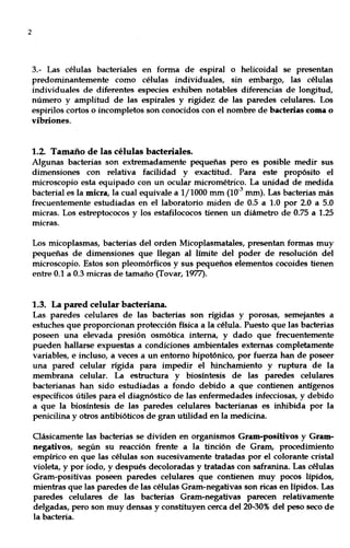 2
3.- Las células bacteriales en forma de espiral o helicoidal se presentan
predominantemente como células individuales, sin embargo, las células
individuales de diferentes especies exhiben notables diferencias de longitud,
número y amplitud de las espirales y rigidez de las paredes celulares. Los
espirilos cortos o incompletos son conocidos con el nombre de bacterias coma o
vibriones.
1.2. Tamaño de las células bacteriales.
Algunas bacterias son extremadamente pequeñas pero es posible medir sus
dimensiones con relativa facilidad y exactitud. Para este propósito el
microscopio esta equipado con un ocular micrométrico. La unidad de medida
bacterial es la micra, la cual equivale a 1/1000 mm (10-3
mm). Las bacterias más
frecuentemente estudiadas en el laboratorio miden de 0.5 a 1.0 por 2.0 a 5.0
micras. Los estreptococos y los estafilococos tienen un diámetro de 0.75 a 1.25
micras.
Los micoplasmas, bacterias del orden Micoplasmatales, presentan formas muy
pequeñas de dimensiones que llegan al límite del poder de resolución del
microscopio. Estos son pleomórficos y sus pequeños elementos cocoides tienen
entre 0.1 a 0.3 micras de tamaño (Tovar, 1977).
1.3. La pared celular bacteriana.
Las paredes celulares de las bacterias son rígidas y porosas, semejantes a
estuches que proporcionan protección física a la célula. Puesto que las bacterias
poseen una elevada presión osmótica interna, y dado que frecuentemente
pueden hallarse expuestas a condiciones ambientales externas completamente
variables, e incluso, a veces a un entorno hipotónico, por fuerza han de poseer
una pared celular rígida para impedir el hinchamiento y ruptura de la
membrana celular. La estructura y biosíntesis de las paredes celulares
bacterianas han sido estudiadas a fondo debido a que contienen antígenos
específicos útiles para el diagnóstico de las enfermedades infecciosas, y debido
a que la biosíntesis de las paredes celulares bacterianas es inhibida por la
penicilina y otros antibióticos de gran utilidad en la medicina.
Clásicamente las bacterias se dividen en organismos Gram-positivos y Gram-
negativos, según su reacción frente a la tinción de Gram, procedimiento
empírico en que las células son sucesivamente tratadas por el colorante cristal
violeta, y por iodo, y después decoloradas y tratadas con safranina. Las células
Gram-positivas poseen paredes celulares que contienen muy pocos lípidos,
mientras que las paredes de las células Gram-negativas son ricas en lípidos. Las
paredes celulares de las bacterias Gram-negativas parecen relativamente
delgadas, pero son muy densas y constituyen cerca del 20-30% del peso seco de
la bacteria.
 