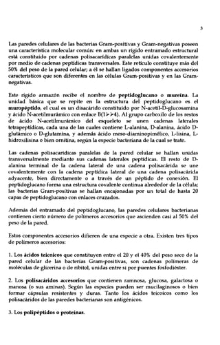 Las paredes celulares de las bacterias Gram-positivas y Gram-negativas poseen
una característica molecular común: en ambas un rígido entramado estructural
está constituido por cadenas polisacarídicas paralelas unidas covalentemente
por medio de cadenas peptídicas transversales. Este retículo constituye más del
50% del peso de la pared celular; a él se hallan ligados componentes accesorios
característicos que son diferentes en las células Gram-positivas y en las Gram-
negativas.
Este rígido armazón recibe el nombre de peptidoglucano o mureína. La
unidad básica que se repite en la estructura del peptidoglucano es el
muropéptido, el cual es un disacárido constituido por N-acetil-D-glucosamina
y ácido N-acetilmurámico con enlace B(l? ?4). Al grupo carboxilo de los restos
de ácido N-acetilmurámico del esqueleto se unen cadenas laterales
tetrapeptídicas, cada una de las cuales contiene L-alanina, D-alanina, ácido D-
glutámico o D-glutamina, y además ácido meso-diaminopimélico, L-lisina, L-
hidroxilisina o bien ornitina, según la especie bacteriana de la cual se trate.
Las cadenas polisacarídicas paralelas de la pared celular se hallan unidas
transversalmente mediante sus cadenas laterales peptídicas. El resto de D-
alanina terminal de la cadena lateral de una cadena polisacárida se une
covalentemente con la cadena peptídica lateral de una cadena polisacárida
adyacente, bien directamente o a través de un péptido de conexión. El
peptidoglucano forma una estructura covalente continua alrededor de la célula;
las bacterias Gram-positivas se hallan encajonadas por un total de hasta 20
capas de peptidoglucano con enlaces cruzados.
Además del entramado del peptidoglucano, las paredes celulares bacterianas
contienen cierto número de polímeros accesorios que ascienden casi al 50% del
peso de la pared.
Estos componentes accesorios difieren de una especie a otra. Existen tres tipos
de polímeros accesorios:
1. Los ácidos teicoicos que constituyen entre el 20 y el 40% del peso seco de la
pared celular de las bacterias Gram-positivas, son cadenas polímeras de
moléculas de glicerina o de ribitol, unidas entre si por puentes fosfodiéster.
2. Los polisacáridos accesorios que contienen ramnosa, glucosa, galactosa o
manosa (o sus aminas). Según las especies pueden ser mucilaginosos o bien
formar cápsulas resistentes y duras. Tanto los ácidos teicoicos como los
polisacáridos de las paredes bacterianas son antigénicos.
3. Los polipéptidos o proteínas.
3
 