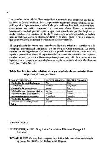 4
Las paredes de las células Gram-negativas son mucho más complejas que las de
las células Gram-positivas. Sus componentes accesorios están constituidos por
polipéptidos, lipoproteínas y sobre todo, por un lipopolisacárido muy complejo
cuya estructura está comenzando a conocerce ahora. Posee un esqueleto
trisacárido, unidad que se repite y que está constituida por dos heptosas y
ácido octulosónico (azúcar ácido de 8 carbonos). A este esqueleto se hallan
unidas cadenas laterales oligosacarídicas y el ácido graso B-hidroximirístico,
que confiere a esta compleja estructura su carácter lipídico.
El lipopolisacárido forma una membrana lipídica exterior y contribuye a la
compleja especificidad antigénica de las células Gram-negativas. La pared
celular de los organismos Gram-positivos puede considerarse como una caja
rígida y quebradiza, como el caparazón de un crustáceo, mientras que la pared
celular de los organismos Gram-negativos posee una cutícula exterior rica en
lípidos, con el esqueleto peptidoglucano rígido sepultado debajo (Lenhinger,
1991) (Ver Tabla No. 1).
Tabla No. 1. Diferencias relativas de la pared celular de las bacterias Gram-
negativas y Gram-positivas.
CARACTERíSTICAS BACTER. GRAM(+) BACTER. GRAM(:)
Contenido de peptidoglucano8 Alto Bajo
Ácido teicoico Positivo Negativo
Contenido de aminoácidos Menor Mayor
Inhibición_por colorantes básicos Mayor Menor
Susceptibilidad a antibióticos Mayor Menor
requerimientos nutricioruiles Complejos Simples
Contenido de lípido8 Bajo Alto
Resistencia a desintegración Mayor Menor
física
BmUOGRAFIA
LEHNINGER,. A. 1991. Bioquímica. 2a. edición. Ediciones Omega S.A.
Barcelona.
TOVAR, R. 1977. Guías y lecturas para la práctica del curso de microbiología
agrícola. 3a. edición. Ed. U. Nacional. Bogotá.
 