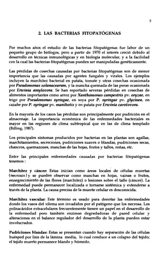 s
2. LAS BACTERIAS FITOPATÓGENAS
Por muchos años el estudio de las bacterias fitopatógenas fue labor de un
pequeño grupo de biólogos, pero a partir de 1970 el interés creció debido al
desarrollo en técnicas inmunológicas y en biología molecular, y a la facilidad
con la cual las bacterias fitopatógenas pueden ser manipuladas genéticamente.
Las pérdidas de cosechas causadas por bacterias fitopatógenas son de menor
importancia que las causadas por agentes fungales y virales. Los ejemplos
incluyen la marchitez bacterial en patata, tomate y otras cosechas ocasionada
por Pseudomonas solllnaceannn, y la mancha quemada de las peras ocasionada
por Etwínia amylovora. Se han reportado severas pérdidas en cosechas de
alimentos importantes como arroz por Xanthomonas campestris pv. oryzae, en
trigo por Pseudomonas syringae, en soya por P. syringae pv. glycínea, en
cazabe por P. syringae pv. maníhotís y en patata por Etwínía carotovora.
En la mayoría de los casos las pérdidas son principalmente por pudrición en el
almacenaje. La importancia económica de las enfermedades bacteriales es
mayor en las regiones de clima subtropical que en las de clima templado
(Billing, 1987).
Los principales síntomas producidos por bacterias en las plantas son agallas,
marchitamientos, secreciones, pudriciones suaves o blandas, pudriciones secas,
chancros, quemazones, manchas de las hojas, frutos y tallos, roñas, etc.
Entre las principales enfermedades causadas por bacterias fitopatógenas
tenemos:
Marchitez y cáncer: Estas inician como áreas locales de células muertas
(necrosis) y se pueden observar como manchas en hojas, vainas o frutos,
ennegrecimiento de las flores (marchitez) o lesiones sobre el tallo (cáncer). La
enfermedad puede permanecer localizada o tomarse sistémica y extenderse a
través de la planta. La causa precisa de la muerte celular es desconocida.
Marchitez vascular: Este término es usado para denotar las enfermedades
donde los vasos del xilema son invadidos por el patógeno que los necrosa. Los
polisacáridos extracelulares frecuentemente tienen un papel en el desarrollo de
la enfermedad pero también enzimas degradadoras de pared celular y
alteraciones en el balance regulador del desarrollo de la planta pueden estar
involucrados.
Pudriciones blandas: Estas se presentan cuando hay separación de las células
huésped por lisis de la lámina media, lo cual conduce a un colapso del tejido;
el tejido muerto permanece blando y húmedo.
 