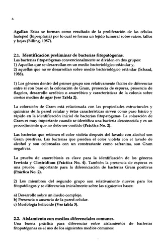 6
Agallas: Estas se forman como resultado de la proliferación de las células
huésped (hiperplasia) por lo cual se forma un tejido tumoral sobre raíces, tallos
y hojas (Billing, 1987).
2.1. Identificación preliminar de bacterias fitopatógenas.
Las bacterias fitopatógenas convencionalmente se dividen en dos grupos:
1) Aquellas que se desarrollan en un medio bacteriológico estándar y,
2) aquellas que no se desarrollan sobre medio bacteriológico estándar (Schaad,
1988).
1) Los géneros dentro del primer grupo son relativamente fáciles de diferenciar
entre sí con base en la coloración de Gram, presencia de esporas, presencia de
flagelos, desarrollo aeróbico o anaeróbico y características de la colonia sobre
ciertos medios de agar (ver Tabla 2).
La coloración de Gram está relacionada con las propiedades estructurales y
químicas de la pared celular y éstas características sirven como paso básico y
rápido en la identificación inicial de bacterias fitopatógenas. La coloración de
Gram es muy importante cuando se identifica una bacteria desconocida y es un
procedimiento que no debe ser omitido (Práctica No. 2).
Las bacterias que retienen el color violeta después del lavado con alcohol son
Gram positivas. Las bacterias que pierden el color violeta con el lavado de
alcohol y son coloreadas con un constrastante como safranina, son Gram
negativas.
La prueba de anaerobiosis es clave para la identificación de los géneros
Erwinia y Oostridium (Práctica No. 4). También la presencia de esporas es
una prueba importante para la diferenciación de bacterias Gram positivas
(Práctica No. 2).
2) Los miembros del segundo grupo son relativamente nuevos para los
fitopatólogos y se diferencian inicialmente sobre las siguientes bases:
a) Desarrollo sobre un medio complejo.
b) Presencia o ausencia de la pared celular.
c) Morfología helicoide (Ver tabla 3).
2.2. Aislamiento con medios diferenciales comunes.
Una buena práctica para diferenciar entre aislamientos de bacterias
fitopatógenas es el uso de los siguientes medios comunes:
 
