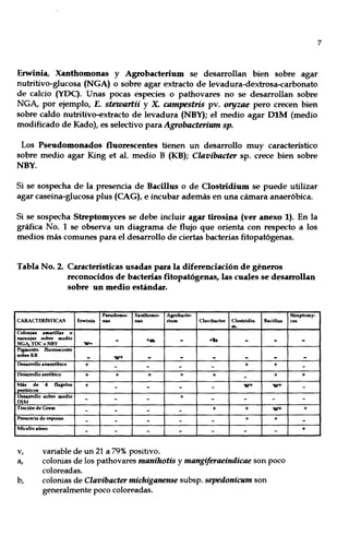Erwinia, Xantbomonas y Agrobacterium se desarrollan bien sobre agar
nutritivo-glucosa (NGA) o sobre agar extracto de levadura-dextrosa-carbonato
de calcio (YDC). Unas pocas especies o pathovares no se desarrollan sobre
NGA, por ejemplo, E. stewartii y X. campestris pv. oryzae pero crecen bien
sobre caldo nutritivo-extracto de levadura (NBY); el medio agar DIM (medio
modificado de Kado), es selectivo para Agrobacteritmt sp.
Los Pseudomonados fluorescentes tienen un desarrollo muy característico
sobre medio agar King et al. medio B (KB); Clavibacter sp. crece bien sobre
NBY.
Si se sospecha de la presencia de Bacillus o de Clostridium se puede utilizar
agar caseina-glucosa plus (CAG), e incubar además en una cámara anaeróbica.
Si se sospecha Streptomyces se debe incluir agar tirosina (ver anexo 1). En la
gráfica No. 1 se observa un diagrama de flujo que orienta con respecto a los
medios más comunes para el desarrollo de ciertas bacterias fitopatógenas.
Tabla No. 2. Características usadas para la diferenciación de géneros
reconocidos de bacterias fitopatógenas, las cuales se desarrollan
sobre un medio estándar.
P8eUdomo- Xanthomo- Asrobacte-
CARAcrOOSTlCAS Erwlnla na. na. rium Clavlbacter Clostridlu Hacillus
m.
Colonias amílril1as o
nuanjas sobre medio
- +a. - +b - -NGA YDCoNBY ,...-
Plsmento fluorescente
sobreKB
- w+ - - - - -Deourollo anaer6blco + + +- - - -
Deourollo aer6bico + + + + + +
-
I=: de
4 flase)oo + - - - - w+ w+
trlcos
Deourollo sobre medio +
- - - - - -mM
Tlncl6n de Gram
- - + + w+- -Presencia de espora.
- - - - - + +
Micelio aéreo
- - - - - - -
v, variable de un 21 a 79% positivo.
a, colonias de los pathovares manihotis y mangiferaeindicae son poco
coloreadas.
b, colonias de Clavibacter michiganense subsp. sepedonicum son
generalmente poco coloreadas.
Streptomy-
ces
-
-
-
+
-
-
+
-
+
7
 