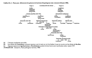 Gráfica No. 1. Flujo para diferenciar los géneros de bacterias fitopatógenas más comunes (Schaad, 1988).
Gram (-)
I
ETWinÚl
Xtmthomolllls
Pseudomotuu
Agrobacterlum
I
COLORACIÓN DE GRAM Gram (+)
I
COf'!IMfonnes
Bactllus
Clostrldium
Smptomyces
I
Colonias amarillas sobre YDC Formación de endosporas
(+) (-) (+) (-)
Xtmthomolllls(a) Pseudomona.s Bactllus C~
ErwmÚl ETWinÚl Clostrldium(b) SmptOtlJyces
I
Desarrollo sobre MS
(+) (-)
ETWinÚl Xanthomolllls
(a) Colonias usualmente mucoides.
Agrobacterlum
I
Pigmento fluorescente
(+) sobre KB (-)
Pseudomotllls ETWinÚl
Agrobacterium
Pseudomotllls
Desarrollo aeróbico Micelio aéreo
(+) (-) (+) (-)
Bactllus Clostrldium smptOtlJyces cOf'!IMfonnes
Desarrollo con depresión de la colonia
(+) sobre CVP (-)
ETWinÚl ETWinÚl
Agrobacterium (e)
Pseudomona.s (e)
Desarrollo sobre mM
(+) (-)
Agrobacterlum ErwmÚl
Pseudomotllls
I
Desarrollo mucoide de ácido
(+) sobre YDC (-)
Pseudomotllls ErwmÚl
(b) Las células de Clostridium contienen esporas y por lo tanto se ven hmchadas, lo que no ocurre con las células de Bacillus.
(e) Algunas especies de Agrobacterium y Pseudomonas pueden formar huecos poco profundos sobre medio CVP.
(TOMADO DE: Schaad N., Plant pathogenic bacteria, 1988)
 