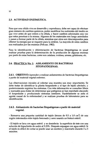 10
2.3. ACTIVIDAD ENZIMÁTICA.
Para que una célula viva se desarrolle y reproduzca, debe ser capaz de efectuar
gran número de cambios químicos, poder modificar los nutrientes del medio en
que vive antes de que entren a la célula, y hacer cambios adicionales una vez
que estos penetran a la misma. Algunos de los materiales son luego asimilados
y pasan a formar parte de la célula, mientras que otros son descompuestos para
obtener la energía que se requiere para la síntesis. La mayoría de estos cambios
son realizados por las enzimas (Pelczar, 1982).
Para la identificación y diferenciación de bacterias fitopatógenas es usual
realizar pruebas para la determinación de la producción de algunas enzimas
por parte de estas bacterias, como son catalasa, oxidasa, ureasa, gelatinasa, etc.
2.4. PRACTICA No. 1: AISLAMIENTO DE BACTERIAS
FITOPATÓGENAS.
2.4.1. OBJETIVO: Aprender a realizar aislamientos de bacterias fitopatógenas
a partir de material vegetal enfermo.
Las observaciones iniciales al colectar una muestra son muy importantes. Se
debe tratar de identificar la planta hospedante y el tipo de tejido afectado, y
posteriormente registrar los síntomas. Con ésta información se consultan libros
y manuales para tratar de determinar que patógenos se han reportado atacando
el hospedante y produciendo síntomas similares. Paralelamente se aisla el
agente causal de la enfermedad y se realizan pruebas de laboratorio para su
identificación.
2.4.2. Aislamiento de bacterias fitopatógenas a partir de material
vegetal.
- Remueva una pequeña cantidad de tejido (trozos de 0.5 a 1.0 cm2
) de una
región intermedia entre tejido lesionado y sano usando un bisturí estéril.
- El tejido se lava con agua estéril y se desinfecta la superficie de éste con una
solución de hipoclorito de sodio al 5.25%. Después enjuague con agua estéril. Si
el tejido es difícil de cortar se puede usar un mortero y macerarlo durante 2 a 3
minutos.
 