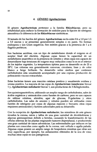 18
4. GÉNERO Agrobacterium
El género Agrobacterium pertenece a la familia Rhizobiaceae, pero su
inhabilidad para inducir la formación de nódulos para la fijación de nitrógeno
abnosférico lo diferencia de las Rhizobiaceae simbióticas.
El tamaño de los bacilos del género Agrobacterium oscila entre 0.6 a 1.0 por 1.5
a 3.0 micras y se presentan generalmente simples o en pares. No forman
endospora y son Gram negativos. Son mótiles gracias a la presencia de 1 a 6
flagelos peritricos.
Son bacterias aeróbias, con un tipo de metabolismo donde el oxígeno es el
aceptor final del electrón. Algunas cepas tienen la capacidad de un
metabolismo anaeróbico en la presencia de nitratos y otras cepas son capaces de
desarrollarse bajo tensiones de oxígeno muy reducidos corno lo es en el interior
de los tejidos vegetales. La temperatura óptima para su desarrollo es de 25 a
28°C. Las colonias son generalmente convexas, circulares, lisas y de color
blanco a beige brillante. Su desarrollo sobre medios que contienen
carbohidratos esta usualmente acompañado por una copiosa producción de
polisacárido viscoso extracelular.
Estas bacterias tienen una reacción catalasa positivo y usualmente oxidasa y
ureasa positivo. La mayoría de las cepas de Agrobacterium tumefaciens biovar
1 y, Agrobacterium radiobader biovar 1, son productoras de 3-Ketoglicósidos.
Son quimiorganotróficos, utilizando un amplio rango de carbohidratos, sales de
ácidos orgánicos y aminoácidos corno fuentes de carbono, pero no son capaces
de utilizar celulosa, almidón, agar de glucosa, D-galactosa y otros
carbohidratos. Las sales de amonio y nitratos pueden ser utilizadas como
fuentes de nitrógeno por cepas de algunas especies y biovares; otras cepas
requieren aminoácidos y factores adicionales para su desarrollo.
Con la excepción de Agrobacterium radiobader, los miembros de este género
invaden la corona, raíces y tallos de una gran variedad de dicotiledóneas y
algunas girnnosperrnas debido a heridas, causando la transformación de las
células internas de las plantas originando tumores (hiperplasia), o produciendo
una gran cantidad de raíces adventicias. Las enfermedades que inducen en las
plantas son conocidas como agalla de la corona, raÍZ velluda o agalla paluda.
Algunas cepas poseen un amplio rango de hospederos mientras que otras son
muy específicas, por ejemplo, los aislamientos obtenidos de la uva de vino;
muchas otras cepas no son patogénicas.
 