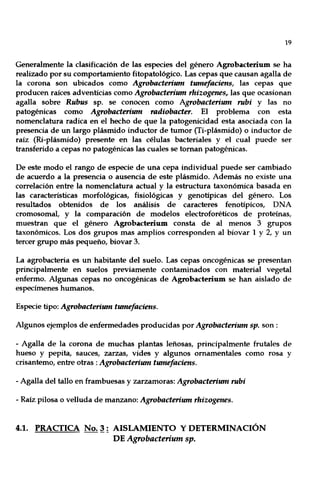 19
Generalmente la clasificación de las especies del género Agrobacterium se ha
realizado por su comportamiento fitopatológico. Las cepas que causan agalla de
la corona son ubicados como Agrobacterium tumefaciens, las cepas que
producen raíces adventicias como Agrobacterium rhizogenes, las que ocasionan
agalla sobre Rubus sp. se conocen como Agrobacterium rubi y las no
patogénicas como Agrobacterium radiobacter. El problema con esta
nomenclatura radica en el hecho de que la patogenicidad esta asociadé;l con la
presencia de un largo plásmido inductor de tumor (Ti-plásmido) o inductor de
raíz (Ri-plásmido) presente en las células bacteriales y el cual puede ser
transferido a cepas no patogénicas las cuales se toman patogénicas.
De este modo el rango de especie de una cepa individual puede ser cambiado
de acuerdo a la presencia o ausencia de este plásmido. Además no existe una
correlación entre la nomenclatura actual y la estructura taxonómica basada en
las características morfológicas, fisiológicas y genotípicas del género. Los
resultados obtenidos de los análisis de caracteres fenotípicos, DNA
cromosomal, y la comparación de modelos electroforéticos de proteínas,
muestran que el género Agrobacterium consta de al menos 3 grupos
taxonómicos. Los dos grupos mas amplios corresponden al biovar 1 y 2, Y un
tercer grupo más pequeño, biovar 3.
La agrobacteria es un habitante del suelo. Las cepas oncogénicas se presentan
principalmente en suelos previamente contaminados con material vegetal
enfermo. Algunas cepas no oncogénicas de Agrobacterium se han aislado de
especímenes humanos.
Especie tipo: Agrobacterium tumefaciens.
Algunos ejemplos de enfermedades producidas por Agrobacterium sp. son:
- Agalla de la corona de muchas plantas leñosas, principalmente frutales de
hueso y pepita, sauces, zarzas, vides y algunos ornamentales como rosa y
crisantemo, entre otras: Agrobacterium tumefaciens.
- Agalla del tallo en frambuesas y zarzamoras: Agrobacterium rubi
- Raíz pilosa o velluda de manzano: Agrobacterium rhizogenes.
4.1. PRACTICA No. ª~ AISLAMIENTO Y DETERMINACIÓN
DE Agrobacterium sp.
 