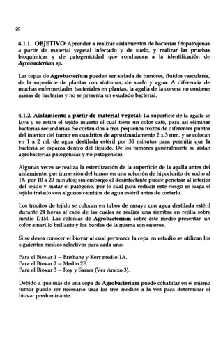 20
4.1.1. OBJETIVO: Aprender a realizar aislamientos de bacterias fitopatógenas
a partir de material vegetal infectado y de suelo, y realizar las pruebas
bioquímicas y de patogenicidad que conduzcan a la identificación de
Agrobacterium sp.
Las cepas de Agrobacterium pueden ser aislada de tumores, fluidos vasculares,
de la superficie de plantas con síntomas, de suelo yagua. A diferencia de
muchas enfermedades bacteriales en plantas, la agalla de la corona no contiene
masas de bacterias y no se presenta un exudado bacterial.
4.1.2. Aislamiento a partir de material vegetal: La superficie de la agalla se
lava y se retira el tejido muerto el cual tiene un color café, para así eliminar
bacterias secundarias. Se cortan dos a tres pequeños trozos de diferentes puntos
del interior del tumor en cuadritos de aproximadamente 2 x 3 mm. y se colocan
en 1 a 2 mI. de agua destilada estéril por 30 minutos para permitir que la
bacteria se esparza dentro del liquido. De los tumores generalmente se aislan
agrobacterias patogénicas y no patogénicas.
Algunas veces se realiza la esterilización de la superficie de la agalla antes del
aislamiento, por inmersión del tumor en una solución de hipoclorito de sodio al
1% por 10 a 20 minutos; sin embargo el desinfectante puede penetrar al interior
del tejido y matar el patógeno, por lo cual para reducir este riesgo se juaga el
tejido tratado con algunos cambios de agua estéril antes de cortarlo.
Los trocitos de tejido se colocan en tubos de ensayo con agua destilada estéril
durante 24 horas al cabo de las cuales se realiza una siembra en rejilla sobre
medio D1M. Las colonias de Agrobacterium sobre éste medio presentan un
color amarillo brillante y los bordes de la misma son enteros.
Si se desea conocer el biovar al cual pertenece la cepa en estudio se utilizan los
siguientes medios selectivos para cada uno:
Para el Biovar 1 -- Brisbane y Kerr medio lA.
Para el Biovar 2 - Medio 2E.
Para el Biovar 3 -- Roy y Sasser (Ver Anexo 3).
Debido a que más de una cepa de Agrobacterium puede cohabitar en el mismo
tumor puede ser necesario usar los tres medios a la vez para determinar el
biovar predominante.
 