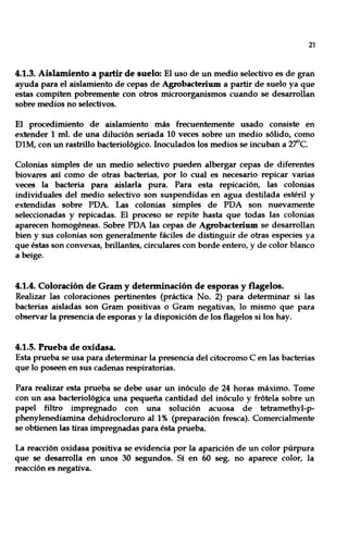21
4.1.3. Aislamiento a partir de suelo: El uso de un medio selectivo es de gran
ayuda para el aislamiento de cepas de Agrobacterium a partir de suelo ya que
estas compiten pobremente con otros microorganismos cuando se desarrollan
sobre medios no selectivos.
El procedimiento de aislamiento más frecuentemente usado consiste en
extender 1 mI. de una dilución seriada 10 veces sobre un medio sólido, como
DIM, con un rastrillo bacteriológico. Inoculados los medios se incuban a 2'rC.
Colonias simples de un medio selectivo pueden albergar cepas de diferentes
biovares así como de otras bacterias, por lo cual es necesario repicar varias
veces la bacteria para aislarla pura. Para esta repicación, las colonias
individuales del medio selectivo son suspendidas en agua destilada estéril y
extendidas sobre PDA. Las colonias simples de PDA son nuevamente
seleccionadas y repicadas. El proceso se repite hasta que todas las colonias
aparecen homogéneas. Sobre PDA las cepas de Agrobacterium se desarrollan
bien y sus colonias son generalmente fáciles de distinguir de otras especies ya
que éstas son convexas, brillantes, circulares con borde entero, y de color blanco
a beige.
4.1.4. Coloración de Gram y determinación de esporas y flagelos.
Realizar las coloraciones pertinentes (práctica No. 2) para determinar si las
bacterias aisladas son Gram positivas o Gram negativas, lo mismo que para
observar la presencia de esporas y la disposición de los flagelos si los hay.
4.1.5. Prueba de oxidasa.
Esta prueba se usa para determinar la presencia del citocromo C en las bacterias
que lo poseen en sus cadenas respiratorias.
Para realizar esta prueba se debe usar un inóculo de 24 horas máximo. Tome
con un asa bacteriológica una pequeña cantidad del in6culo y frótela sobre un
papel filtro impregnado con una solución acuosa de tetramethyl-p-
phenylenediamina dehidrocloruro al 1% (preparación fresca). Comercialmente
se obtienen las tiras impregnadas para ésta prueba.
La reacción oxidasa positiva se evidencia por la aparición de un color púrpura
que se desarrolla en unos 30 segundos. Sí en 60 seg. no aparece color, la
reacción es negativa.
 
