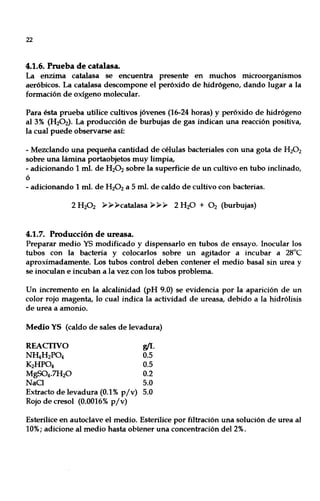 22
4.1.6. Prueba de catalasa.
La enzima catalasa se encuentra presente en muchos microorganismos
aeróbicos. La catalasa descompone el peróxido de hidrógeno, dando lugar a la
formación de oxígeno molecular.
Para ésta prueba utilice cultivos jóvenes (16-24 horas) y peróxido de hidrógeno
al 3% (H200. La producción de burbujas de gas indican una reacción positiva,
la cual puede observarse así:
- Mezclando una pequeña cantidad de células bacteriales con una gota de H20 2
sobre una lámina portaobjetos muy limpia,
- adicionando 1 mI. de H20 2 sobre la superficie de un cultivo en tubo inclinado,
ó
- adicionando 1 mI. de H20 2 a 5 mI. de caldo de cultivo con bacterias.
2 H20 2 );>);> );>catalasa );>);>);> 2 H20 + O2 (burbujas)
4.1.7. Producción de ureasa.
Preparar medio YS modificado y dispensarlo en tubos de ensayo. Inocular los
tubos con la bacteria y colocarlos sobre un agitador a incubar a 28°C
aproximadamente. Los tubos control deben contener el medio basal sin urea y
se inoculan e incuban a la vez con los tubos problema.
Un incremento en la alcalinidad (pH 9.0) se evidencia por la aparición de un
color rojo magenta, lo cual indica la actividad de ureasa, debido a la hidrólisis
de urea a amonio.
Medio YS (caldo de sales de levadura)
REACflVO WL
NRtH2P04 0.5
K2HP04 0.5
MgS04.7H20 0.2
NaO 5.0
Extracto de levadura (0.1% pjv) 5.0
Rojo de cresol (0.0016% pjv)
Esterilice en autoclave el medio. Esterilice por filtración una solución de urea al
10%; adicione al medio hasta obtener una concentración del 2%.
 