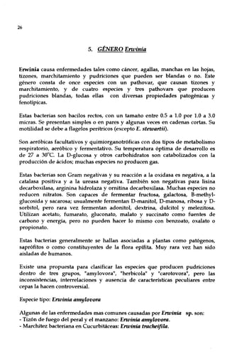 26
5. GtNERO Erwinia
Erwinia causa enfermedades tales como cáncer, agallas, manchas en las hojas,
tizones, marchitamiento y pudriciones que pueden ser blandas o no. Este
género consta de once especies con un pathovar, que causan tizones y
marchitamiento, y de cuatro especies y tres pathovars que producen
pudriciones blandas, todas ellas con diversas propiedades patogénicas y
fenotípicas.
Estas bacterias son bacilos rectos, con un tamaño entre 0.5 a 1.0 por 1.0 a 3.0
micras. Se presentan simples o en pares y algunas veces en cadenas cortas. Su
motilidad se debe a flagelos peritricos (excepto E. stewartii).
Son aeróbicas facultativos y quimiorganotróficas con dos tipos de metabolismo
respiratorio, aeróbico y fermentativo. Su temperatura óptima de desarrollo es
de 27 a 30°C. La D-glucosa y otros carbohidratos son catabolizados con la
producción de ácidos; muchas especies no producen gas.
Estas bacterias son Gram negativas y su reacción a la oxidasa es negativa, a la
catalasa positiva y a la ureasa negativa. También son negativas para lisina
decarboxilasa, arginina hidrolaza y ornitina decarboxilasa. Muchas especies no
reducen nitratos. Son capaces de fermentar fructosa, galactosa, B-methyl-
glucosida y sacarosa; usualmente fermentan D-manitol, D-manosa, ribosa y D-
sorbitol, pero rara vez fermentan adonitol, dextrina, dulcitol y melezitosa.
Utilizan acetato, fumarato, gluconato, malato y succinato como fuentes de
carbono y energía, pero no pueden hacer lo mismo con benzoato, oxalato o
propionato.
Estas bacterias generalmente se hallan asociadas a plantas como patógenos,
saprófitos o como constituyentes de la flora epífita. Muy rara vez han sido
aisladas de humanos.
Existe una propuesta para clasificar las especies que producen pudriciones
dentro de tres grupos, "amylovora", "herbicola" y "carotovora", pero las
inconsistencias, interrelaciones y ausencia de características peculiares entre
cepas la hacen controversial.
Especie tipo: Erwinia amylovora
Algunas de las enfermedades mas comunes causadas por Erwinia sp. son:
- Tizón de fuego del peral y el manzano: Erwinia amylovora.
- Marchitez bacteriana en Cucurbitáceas: Erwinia tracheifila.
 