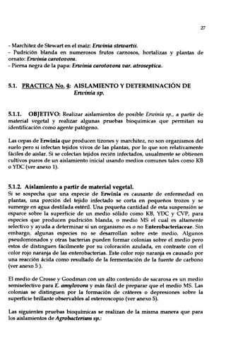 27
- Marchitez de Stewart en el maíz: Envinia stewartii.
- Pudrición blanda en numerosos frutos carnosos, hortalizas y plantas de
ornato: Envinia carotovora.
- Pierna negra de la papa: Envinia carotovora varo atroseptica.
5.1. PRACTICA No.~: AISLAMIENTO Y DETERMINACIÓN DE
Erwinia sp.
5.1.1. OBJETIVO: Realizar aislamientos de posible Erwinia sp., a partir de
material vegetal y realizar algunas pruebas bioquímicas que permitan su
identificación como agente patógeno.
Las cepas de Erwinia que producen tizones y marchitez, no son organismos del
suelo pero si infectan tejidos vivos de las plantas, por lo que son relativamente
fáciles de aislar. Si se colectan tejidos recién infectados, usualmente se obtienen
cultivos puros de un aislamiento inicial usando medios comunes tales como KB
o YDC (ver anexo 1).
5.1.2 Aislamiento a partir de material vegetal.
Si se sospecha que una especie de Erwinia es causante de enfermedad en
plantas, una porción del tejido infectado se corta en pequeños trozos y se
sumerge en agua destilada estéril. Una pequeña cantidad de esta suspensión se
esparce sobre la superficie de un medio sólido como KB, YDC y CVP, para
especies que producen pudrición blanda, o medio MS el cual es altamente
selectivo y ayuda a determinar si un organismo es o no Enterobacleriaceae. Sin
embargo, algunas especies no se desarrollan sobre este medio. Algunos
pseudomonados y otras bacterias pueden formar colonias sobre el medio pero
estos de distinguen fácilmente por su coloración azulada, en contraste con el
color rojo naranja de las enterobacterias. Este color rojo naranja es causado por
una reacción ácida como resultado de la fermentación de la fuente de carbono
(ver anexo 5 ).
El medio de Crosse y Goodman con un alto contenido de sacarosa es un medio
semiselectivo para E. amylovora y más fácil de preparar que el medio MS. Las
colonias se distinguen por la formación de cráteres o depresiones sobre la
superficie brillante observables al estereoscopio (ver anexo 5).
Las siguientes pruebas bioquímicas se realizan de la misma manera que para
los aislamientos de Agrobacterium sp.:
 
