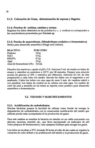 28
5.1.3. Coloración de Gram, determinación de esporas y flagelos.
5.1.4. Pruebas de oxidasa, catalasa y ureasa.
Registrar los datos obtenidos en las pruebas b y c, y verificar si corresponden a
las características presentadas por Erwinia sp.
5.1.5. Prueba de anaerobiosis. (Metabolismo oxidativo o fermentativo).
Medio para desarrollo anaeróbico (Hugh and Leifson).
REACTIVO
Peptona
NaO
KH2P04
Agar
Azul de bromotimol (1%)
POR LITRO
2.0 g.
5.0 g.
0.3g.
3.0 g.
3.0 mI.
Disuelva los reactivos y ajuste el pH a 7.0. Adicione 5 mI. de medio en tubos de
ensayo y esterilice en autoclave a 121°C por 20 minutos. Prepare una solución
acuosa de glucosa al 10% y esterilice por filtración. Adicione 0,5 mI. de ésta
preparación a cada tubo con medio. Inocule los tubos con el organismo a ser
analizado. Cubra los tubos con una capa de unos 5 mm. de vaselina estéril o
con parafina. Los tubos de control no se cubren con esta capa. Un cambio de
color de azul a amarillo en los tubos se reporta como positivo para desarrollo
anaeróbico o fermentación.
5.2. TIZONES Y MARCHITAMIENTOS
5.2.1. Acidificación de carbohidratos.
Muchas bacterias poseen la facultad de utilizar como fuente de energía la
degradación de carbohidratos con la consecuente acidificación del medio que
además puede estar acompañada de la producción de gases.
Para este análisis se siembra la bacteria en estudio en un caldo azucarado con
glucosa, sacarosa, manitol, etc., que lleva incorporado un indicador de pH
como púrpura de bromocresol y una campana Durham para recoger los gases.
Los tubos se incuban a 370C durante 24 horas al cabo de las cuales se registra la
variación de color debido a la acidificación del medio y la producción de gases.
 