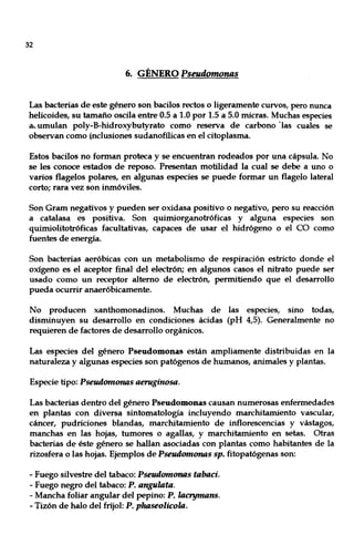 32
6. GÉNERO Pseudomonas
Las bacterias de este género son bacilos rectos o ligeramente curvos, pero nunca
helicoides, su tamaño oscila entre 0.5 a 1.0 por 1.5 a 5.0 micras. Muchas especies
a,-umulan poly-B-hidroxybutyrato como reserva de carbono 'las cuales se
observan como tnclusiones sudanofílicas en el citoplasma.
Estos bacilos no forman proteca y se encuentran rodeados por una cápsula. No
se les conoce estados de reposo. Presentan motilidad la cual se debe a uno o
varios flagelos polares, en algunas especies se puede formar un flagelo lateral
corto; rara vez son inmóviles.
Son Gram negativos y pueden ser oxidasa positivo o negativo, pero su reacción
a catalasa es positiva. Son quimiorganotróficas y alguna especies son
quimiolitotróficas facultativas, capaces de usar el hidrógeno o el ca como
fuentes de energía.
Son bacterias aeróbicas con un metabolismo de respiración estricto donde el
oxígeno es el aceptor final del electrón; en algunos casos el nitrato puede ser
usado como un receptor alterno de electrón, permitiendo que el desarrollo
pueda ocurrir anaeróbicamente.
No producen xanthomonadinos. Muchas de las especies, sino todas,
disminuyen su desarrollo en condiciones ácidas (pH 4,5). Generalmente no
requieren de factores de desarrollo orgánicos.
Las especies del género Pseudomonas están ampliamente distribuidas en la
naturaleza y algunas especies son patógenos de humanos, animales y plantas.
Especie tipo: Pseudomonas aeruginosa.
Las bacterias dentro del género Pseudomonas causan numerosas enfermedades
en plantas con diversa sintomatología incluyendo marchitamiento vascular,
cáncer, pudriciones blandas, marchitamiento de inflorescencias y vástagos,
manchas en las hojas, tumores o agallas, y marchitamiento en setas. Otras
bacterias de éste género se hallan asociadas con plantas como habitantes de la
rizosfera o las hojas. Ejemplos de Pseudomonas sp. fitopatógenas son:
- Fuego silvestre del tabaco: Pseudomonas tabaci.
- Fuego negro del tabaco: P. angulata.
- Mancha foliar angular del pepino: P. lacrymans.
- Tizón de halo del frijol: P. phaseolicola.
 