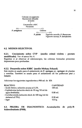 Colonias con pigmento
fluorescente difusible
al medio
I
Crecimiento a 420C
Piocianina
(+)-----------------------------------------(-)
P. aeruginosa Gelatina
6.2. MEDIOS SELECTIVOS.
(-)--------------------(+)
P. putida Pigmento amarillo, P. fluorescens
Pigmento naranja, P. aureofaciens
35
6.2.1. Crecimiento sobre CVP (medio cristal violeta - pectato
modificado). Ver el anexo No. 4.
Registrar sí al observar al estereoscopio, las colonias formadas presentan
depresiones poco profundas.
6.2.2. Desarrollo sobre KBBC (medio Mohan; Schaad).
Este medio es usado para el aislamiento de P. syringae pv. syringae de plantas
y semillas. También es usado para el aislamiento de los pathovars pisi y
tornato.
Adicionar los siguientes ingredientes a 900 mI. de KB:
REACTIVO
- Ácido bórico, solución acuosa al 1,5%.
- Cephalexina (solución stock de 10 mg/l0 mI de
agua destilada).
- Cycloheximida (solución stock de 100 mg/mI de
metanol al 75%).
- Agar
CANTIDAD
100 mI.
0.08 mI.
0.20 mI.
16.0 g.
6.3. PRUEBA DE DIAGNOSTICO: Acumulación de poly-B-
hidroxibutirato (PHB).
 