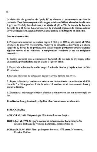 36
La detección de gránulos de "poly B" se observa al microscopio en fase de
contraste. Para éste ensayo se utiliza agar nutritivo (NGA), al cual se le adiciona
5 giL de DL-B-hydroxibutirato y se ajusta el pH a 7.2. Se incuba la bacteria
durante 12 a 24 horas. La acumulación de material orgánico de reserva celular
se ve favorecido en algunas bacterias en ausencia de nitrógeno en el medio.
Para su observación:
1. Prepare una solución de sudán negro B (0,3 g en 100 mI de etanol al 70%).
Después de disolver el colorante, revuelva la solución a intervalos y utilícela
luego de 12 horas de su preparación. Esta solución permanece estable durante
algunos meses si se almacena a temperatura ambiente y en un recipiente
hermético.
2. Realice un frotis con la suspensión bacterial, de no más de 24 horas, sobre
una lámina portaobjetos; seque al aire y fije con calor.
3. Esparza la solución de sudán negro B sobre la lámina y déjela actuar de 10 a
]5 minutos.
4. Escurra el exceso de colorante, seque y lave la lámina con xylol.
5. Seque la lámina y realice una coloración de contraste con safranina al 0.5%
durante 5 a 10 segundos. Evite la sobrecoloración con el contrastante. Lave y
seque la lámina.
6. Examine al microscopio bajo el objetivo de inmersión con un microscopio de
luz.
Resultados: Los gránulos de poly-B se observan de color azul oscuro.
BIBLIOGRAFIA
AGRIOS, G. 1986. Fitopatología. Ediciones Limusa. Méjico.
HOLT, J. et al. 1994. Bergey's manual of determinative bacteriology. 9a.
edición. Williams & Wilkins. Baltimore. Estados Unidos.
SCHAAD, N. W. 1988. Plant pathogenic bacteria. APS press. Minnesota,
Estados Unidos.
 