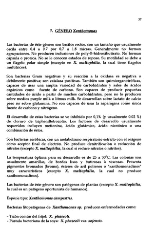 37
7. GÉNERO Xanthomonas
Las bacterias de éste género son bacilos rectos, con un tamaño que usualmente
oscila entre 0.4 a 0.7 por 0.7 a 1.8 micras. Generalmente no forman
agrupaciones. No producen inclusiones de poly-B-hidroxibutirato. No· forman
cápsula o proteca. No se le conocen estados de reposo. Su motilidad se debe a
un flagelo polar simple (excepto en X. maltophilia, la cual tiene flagelos
multitricos).
Son bacterias Gram negativas y su reaCClOn a la oxidasa es negativa o
débilmente positiva; son catalasa positivas. También son quimiorganotróficas,
capaces de usar una amplia variedad de carbohidratos y sales de ácidos
orgánicos como fuente de carbono. Son capaces de producir pequeñas
cantidades de ácido a partir de muchos carbohidratos, pero no lo producen
sobre medios purple milk o litmus milk. Se desarrollan sobre lactato de calcio
pero no sobre glutamina. No son capaces de usar la asparagina como única
fuente de carbono y nitrógeno.
El desarrollo de estas bacterias se ve inhibido por 0,1% (y usualmente 0.02 %)
de cloruro de tripheniltetrozolio. Los factores de desarrollo usualmente
requeridos incluyen metionina, ácido glutámico, ácido nicotínico o una
combinación de éstos.
Son bacterias aeróbicas, con un metabolismo respiratorio estricto con el oxígeno
como aceptor final de electrón. No produce denitrificación o reducción de
nitratos (excepto X. maltophilia, la cual si reduce nitratos o nitritos).
La temperatura óptima para su desarrollo es de 25 a 30°C. Las colonias son
usualmente amarillas, de bordes lisos y butirosas <> viscosas. Presenta
pigmentos bromados (bromo), ésteres de aril polienes o "xanthomonadinos"
muy característicos (excepto X. maltophilia, la cual no produce
xanthomonadinos).
Las bacterias de éste género son patógenos de plantas (excepto X. maltophilia,
la cual es un patógeno oportunista de humanos).
Especie tipo: Xanthomonas campestris.
Bacterias fitopatógenas de Xanthomonas sp. producen enfermedades como:
- Tizón común del fríjol: X. phaseoli.
- Pústula bacteriana de la soya: X. phaseoli varo sojensis.
 