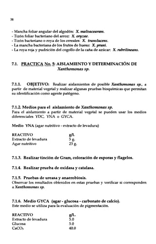38
- Mancha foliar angular del algodón: X. malvacearum.
- Tizón foliar bacteriano del arroz: X. oryzae.
- Tizón bacteriano o roya de los cereales: X. translucens.
- La mancha bacteriana de los frutos de hueso: X. pnmi.
- La roya roja y pudrición del cogollo de la caña de azúcar: X. rubrilineans.
7.1. PRACTICA No. ª:AISLAMIENTO Y DETERMINACIÓN DE
Xanthomonas sp.
7.1.1. OBJETIVO: Realizar aislamientos de posible Xanthomonas sp., a
partir de material vegetal y realizar algunas pruebas bioquímicas que permitan
su identificación como agente patógeno.
7.1.2. Medios para el aislamiento de Xanthomonas sp.
Para el aislamiento a partir de material vegetal se pueden usar los medios
diferenciales YDC, YNA o GYCA.
Medio YNA (agar nutritivo - extracto de levadura)
REACTIVO
Extracto de levadura
Agar nutritivo
&'L
5 g.
23 g.
7.1.3. Realizar tinción de Gram, coloración de esporas y flagelos.
7.1.4. Realizar prueba de oxidasa y catalasa.
7.1.5. Pruebas de ureasa y anaerobiosis.
Observar los resultados obtenidos en estas pruebas y verificar si corresponden
a Xanthomonas sp.
7.1.6. Medio GYCA (agar - glucosa - carbonato de calcio).
Este medio se utiliza para la evaluación de pigmentación.
REACfIVO
Extracto de levadura
Glucosa
CaC03
&'L.
5.0
5.0
40.0
 
