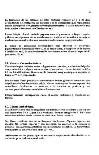41
La formación de las colonias de éstas bacterias requiere de 3 a 21 días,
dependiendo del patógeno; las bacterias que se desarrollan más rápidamente
son las subespecies de Corynebacterium flaccumfaciens y las de desarrollo más
lento son las subespecies de Clavibacter xyli.
La morfología colonial varía de pequeña, circular y convexa, a larga, irregular
y fluida; su pigmentación es usualmente en matices de amarillo a nar~ja en
medios ricos en nutrientes, con una minoría de especies no pigmentadas.
El medio de preferencia recomendado para observar el desarrollo,
pigmentación y diferencias entre sí, es el medio NBY, a excepción de la especie
Clavibacter xyli, la cual se desarrolla únicamente sobre el medio especial se
(ver anexo No. 6).
8.1. Género Corynebacterium.
Conformado por bacterias rectas o ligeramente curvadas, son bacilos delgados
con punta cónica o alguna veces puntas redondeadas, con un tamaño de 0.3 a
0.8 por 1.5 a 8.0 micras. Generalmente presentan arreglos simples o en pares en
forma de V o en empalizada.
Son bacterias Gram positivas y comúnmente forman gránulos metacromáticos
de polimetafosfato dentro de la célula. No son mótiles y no forman esporas. Son
anaeróbicas facultativas, su reacción a la catalasa es positiva y son
quimiorganotróficas con metabolismo fermentativo.
Corynebacterium michiganense causa el cáncer bacteriano y marchitez del
tomate.
8.2. Género Arthobacter.
Estas bacterias son bacilos irregulares con terminaciones circulares y un tamaño
que oscila entre 0.8 a 1.2 por 1.0 a 8.0 micras. Forman arreglos en V. En la fase
estacionaria del cultivo la bacteria se observa en forma de coceo.
Son Gram positivas, aunque se decoloran fácilmente. Algunas especies son
mótiles. No forman esporas y son aeróbicas. Su reacción a la catalasa es
positiva, son quimiorganotróficas con metabolismo oxidativo. La temperatura
óptima para su desarrollo ésta entre 25 - 300c.
Arthobader es un género que se encuentra ampliamente distribuido en el
ambiente, principalmente en el suelo.
 