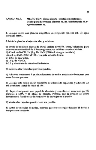 53
ANEXO No.4. MEDIO CVP ( cristal violeta - pectado modificado).
Usado para diferenciar Erwi"ia sp. de Pseudomonas sp. y
Agrobacterium sp.
1. Coloque sobre una plancha magnética un recipiente con 500 mI. De agua
destilada estéril.
2. Inicie la plancha a baja velocidad y adicione:
a) 1.0 mI de solución acuosa de cristal violeta al 0.075% (peso/volumen), para
una concentración final de 1.5 microgramos por mililitro de cristal violeta.
b) 4.5 mI. de NaOH, IN (8 g. De NaOH/200 mI. de agua destilada).
c) 6 mI. de Caa2.2H~ al 10% . Use esta solución fresca.
d) 2.0 g. de agar difco.
e) 1.0 g. de NaNÜJ.
f) 2.5 g. de citrato de trisodio dihidratado.
3) mezcle a alta velocidad por 15 segundos.
4) Adicione lentamente 9 gr. de polipectato de sodio, mezclando bien para que
no se formen grumos.
5) Coloque este medio en un recipiente de 2 litros de capacidad y adicione 0.5
mI. de sulfato lauryl de sodio al 10%.
6) Tape el recipiente con papel de aluminio y esterilice en autoclave por 25
minutos a 1200c y 15 libras de presión. Permita que la presión se libere
lentamente a fin de evitar la formación de burbujas en el medio.
7) Vierta a las cajas tan pronto como sea posible.
8) Antes de inocular el medio, permita que éste se seque durante 48 horas a
temperatura ambiente.
 