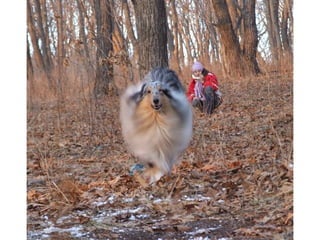 9597362 animal-photograph-slideshow