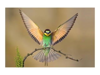 9597362 animal-photograph-slideshow