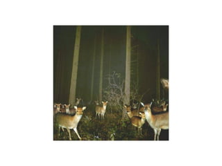 9597362 animal-photograph-slideshow