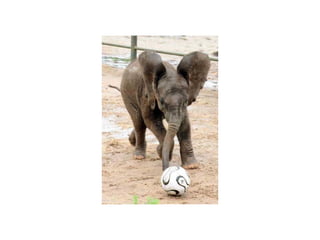 9597362 animal-photograph-slideshow